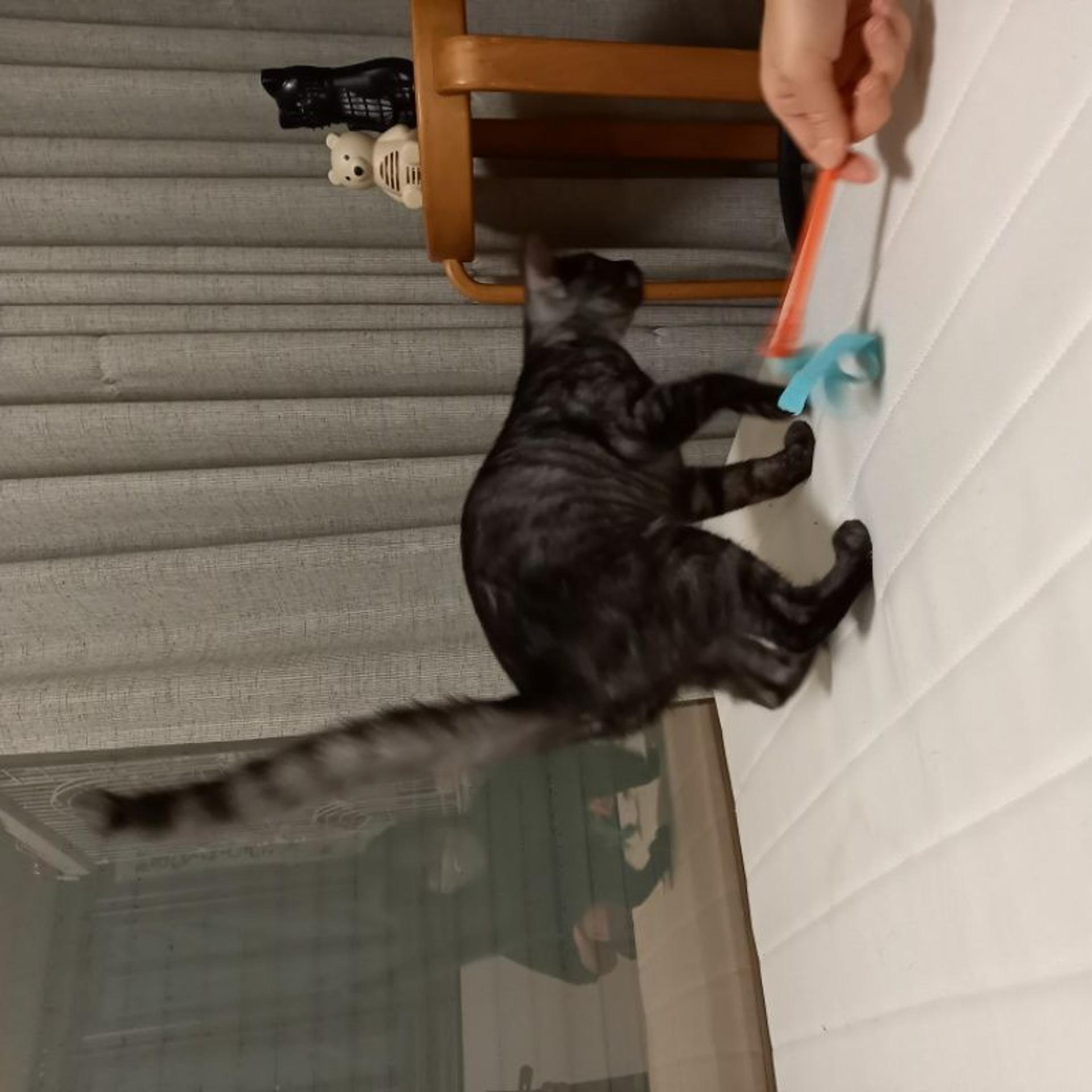 pet-image-7