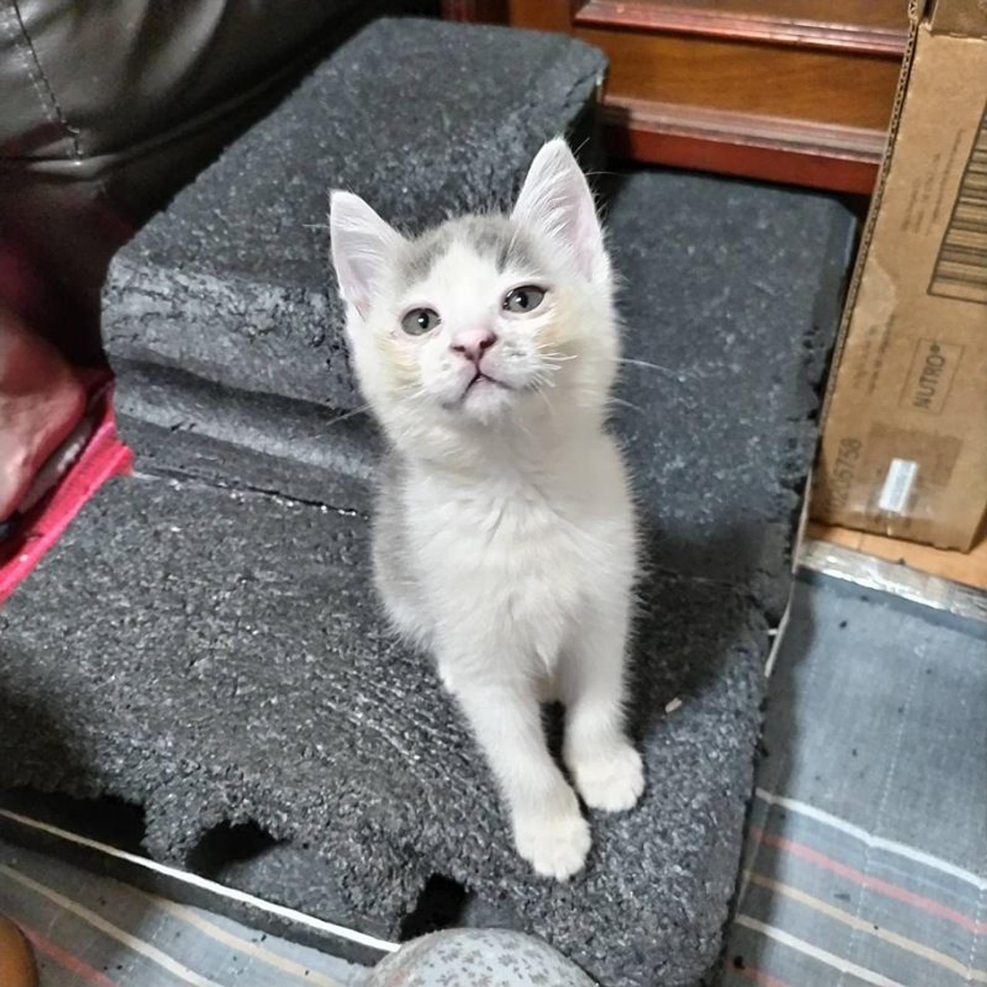 pet-image-3