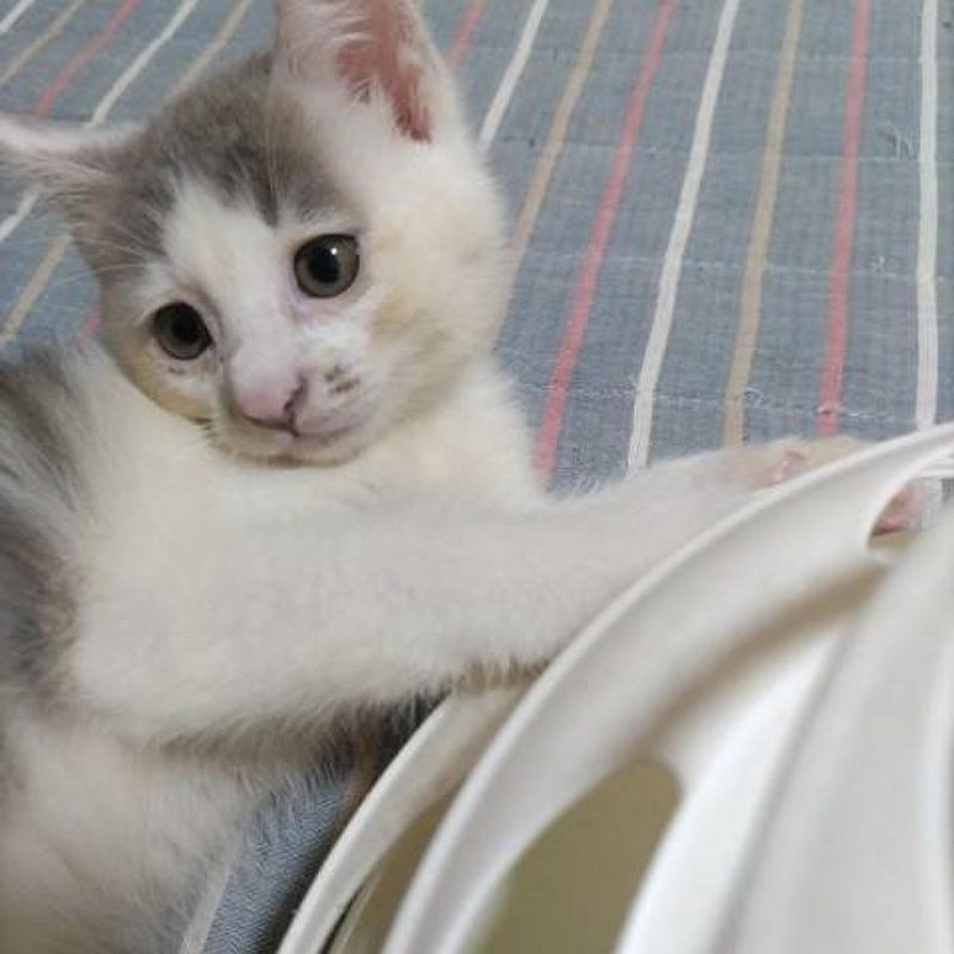 pet-image-4