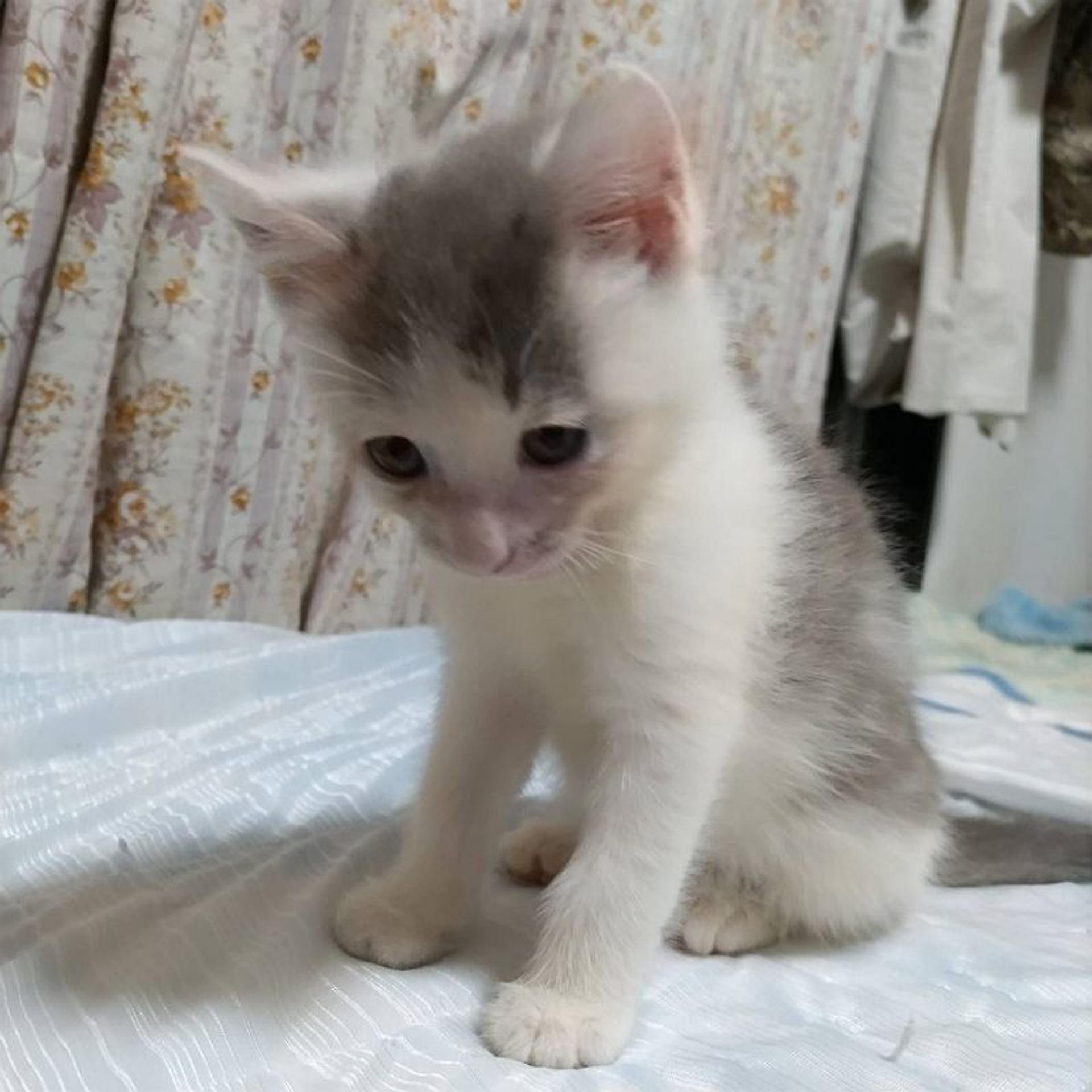pet-image-5
