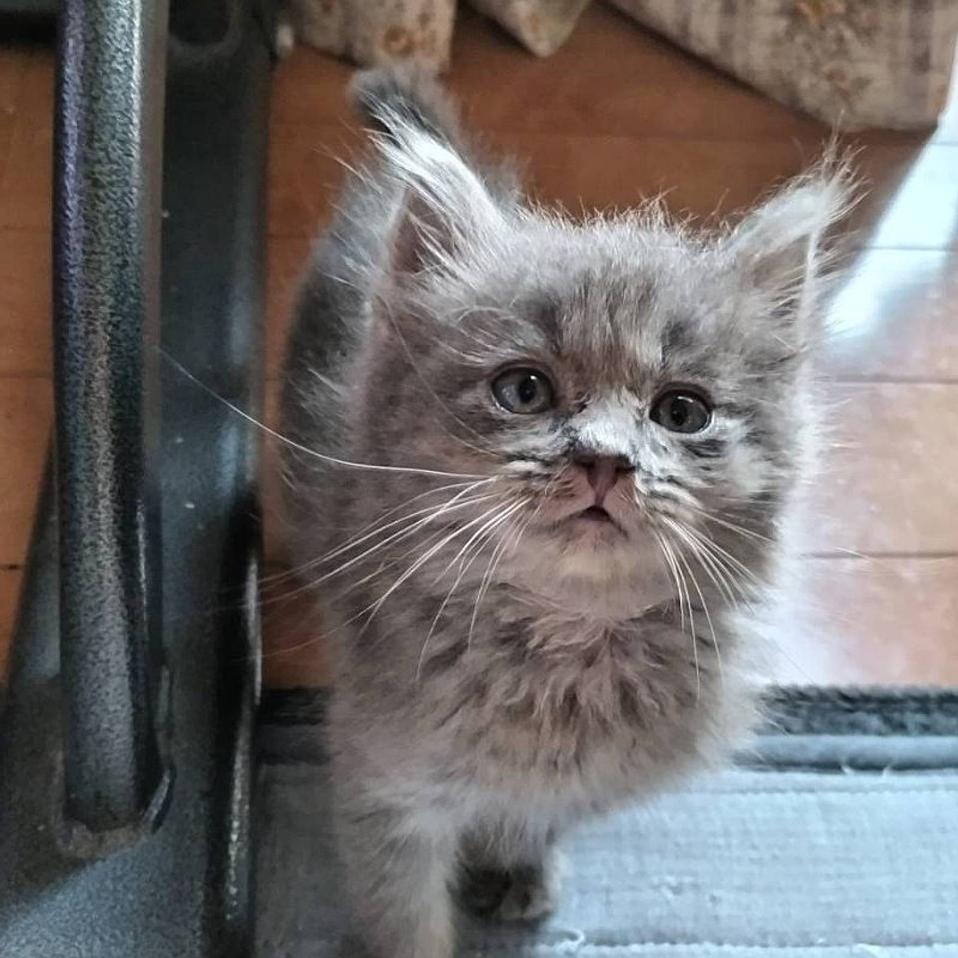 雑種（ミックス猫）・メスの里親募集の写真