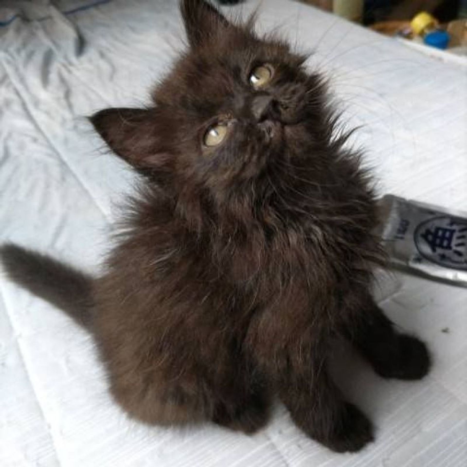 雑種（ミックス猫）・オスの里親募集の写真