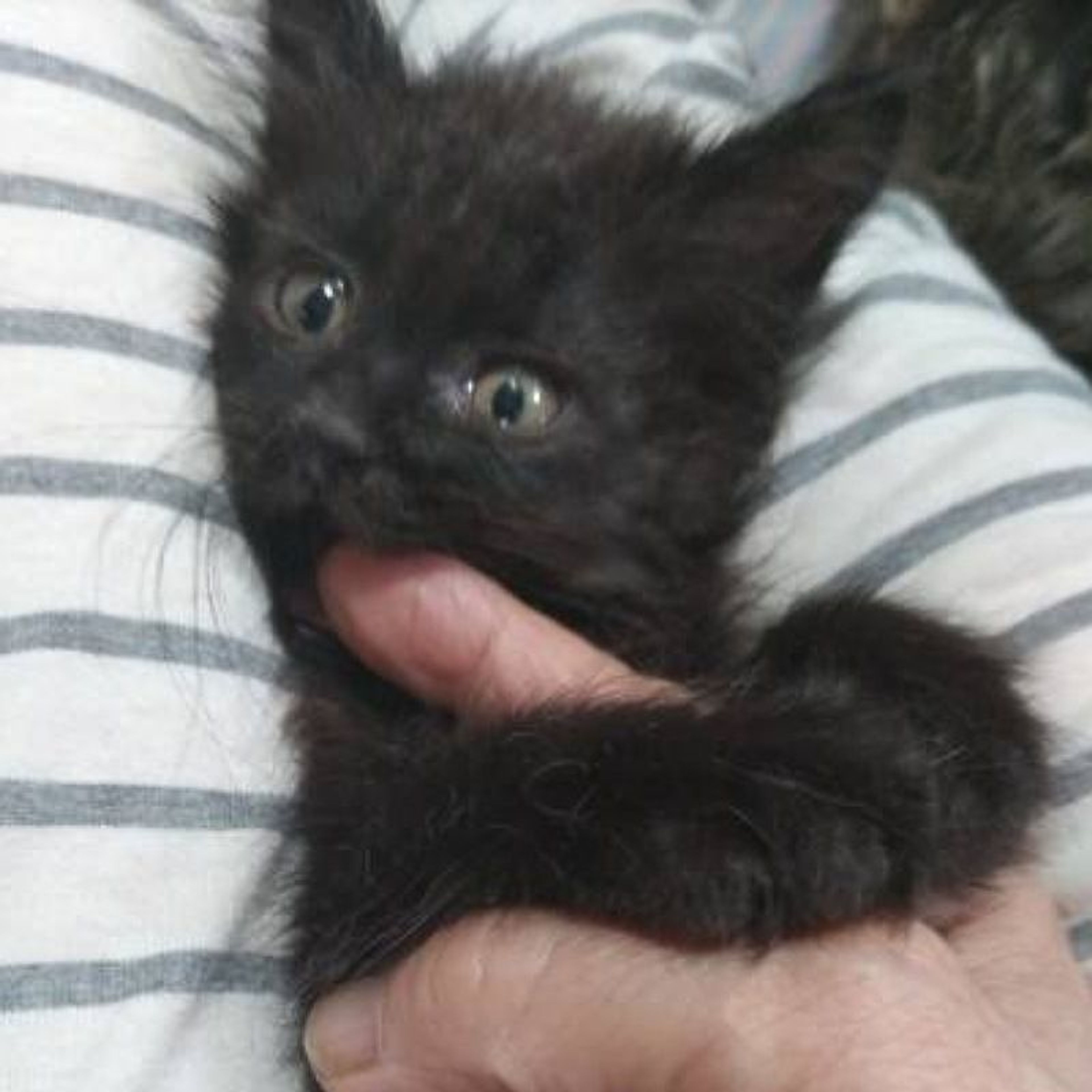 pet-image-3
