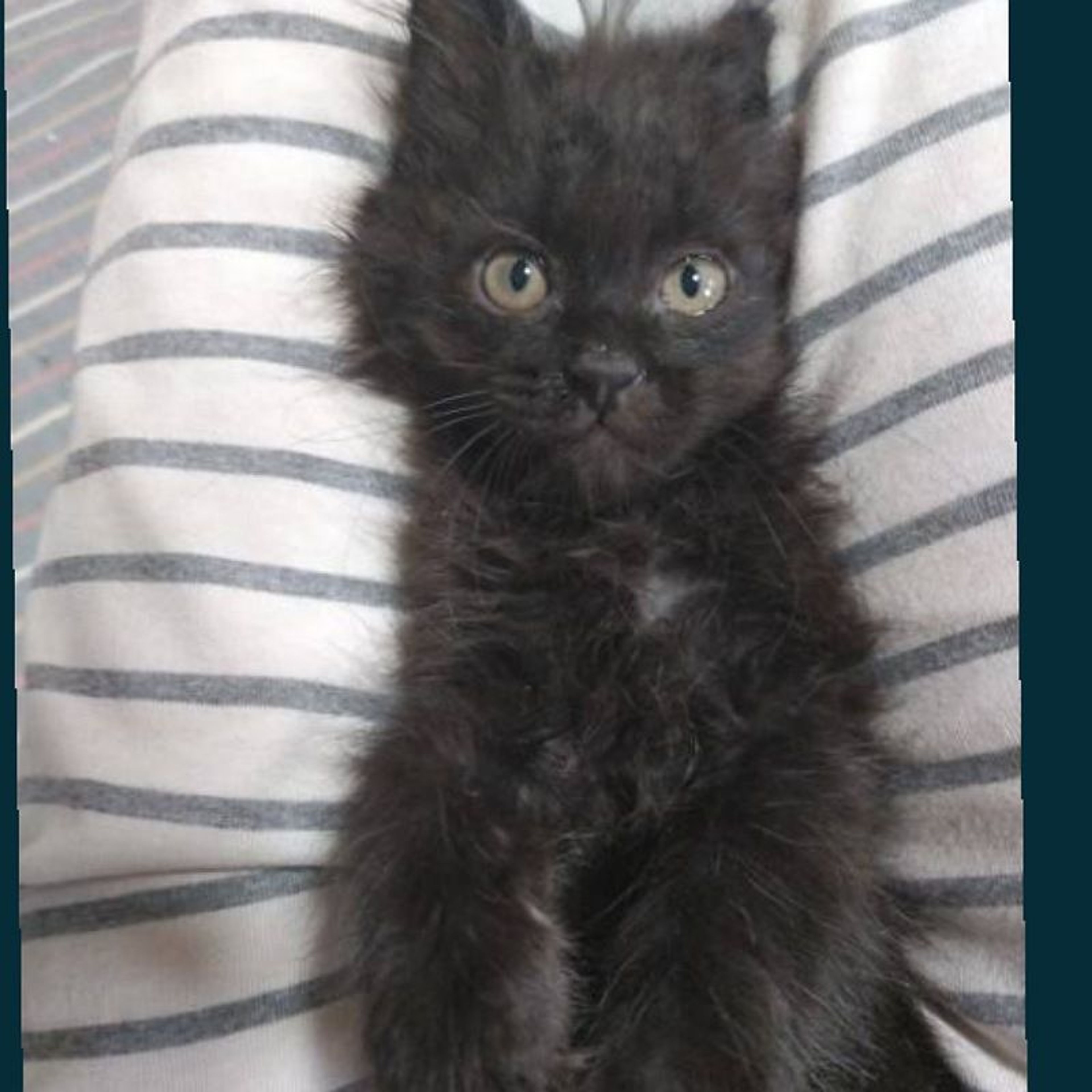 pet-image-4