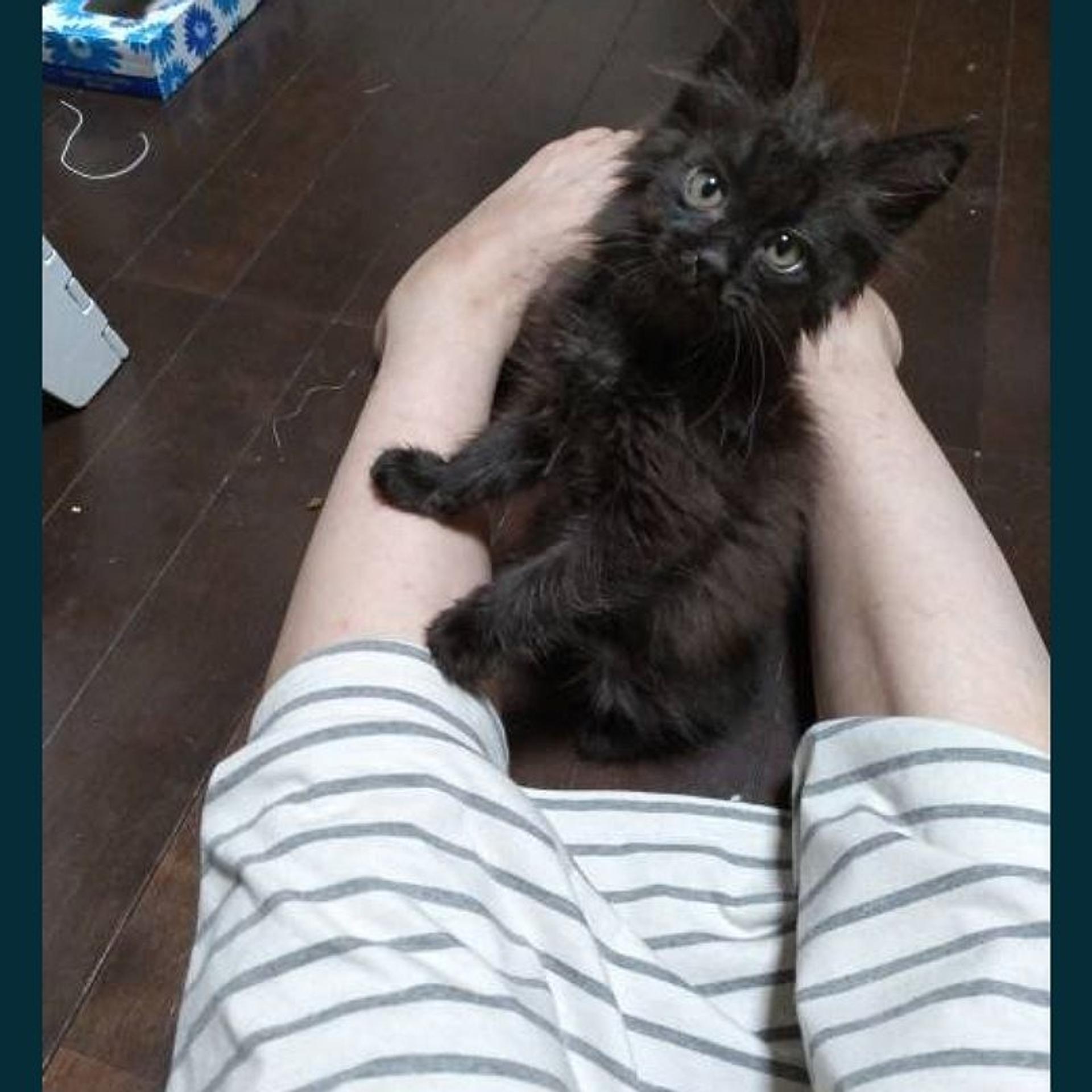 pet-image-7