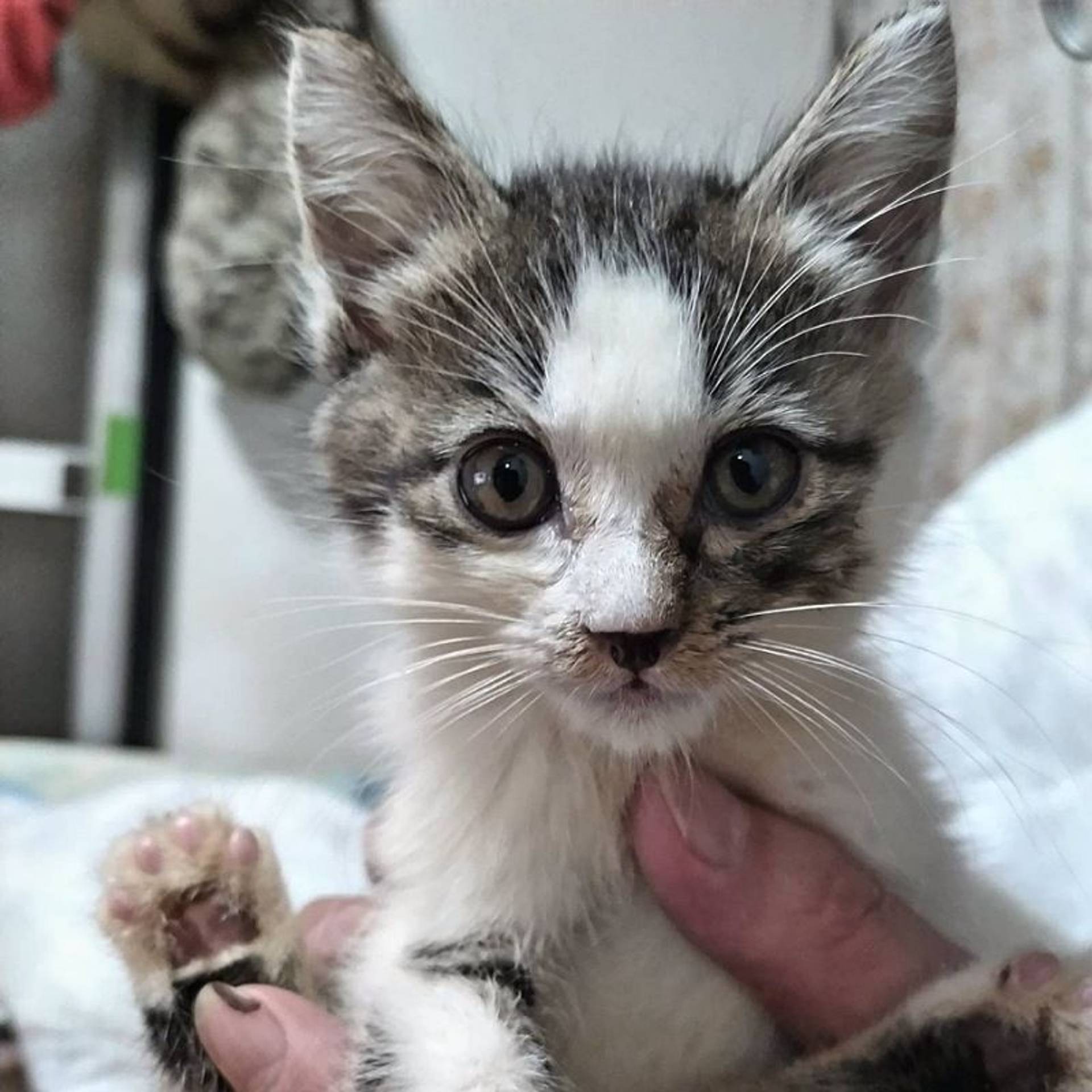 雑種（ミックス猫）・メスの里親募集の写真
