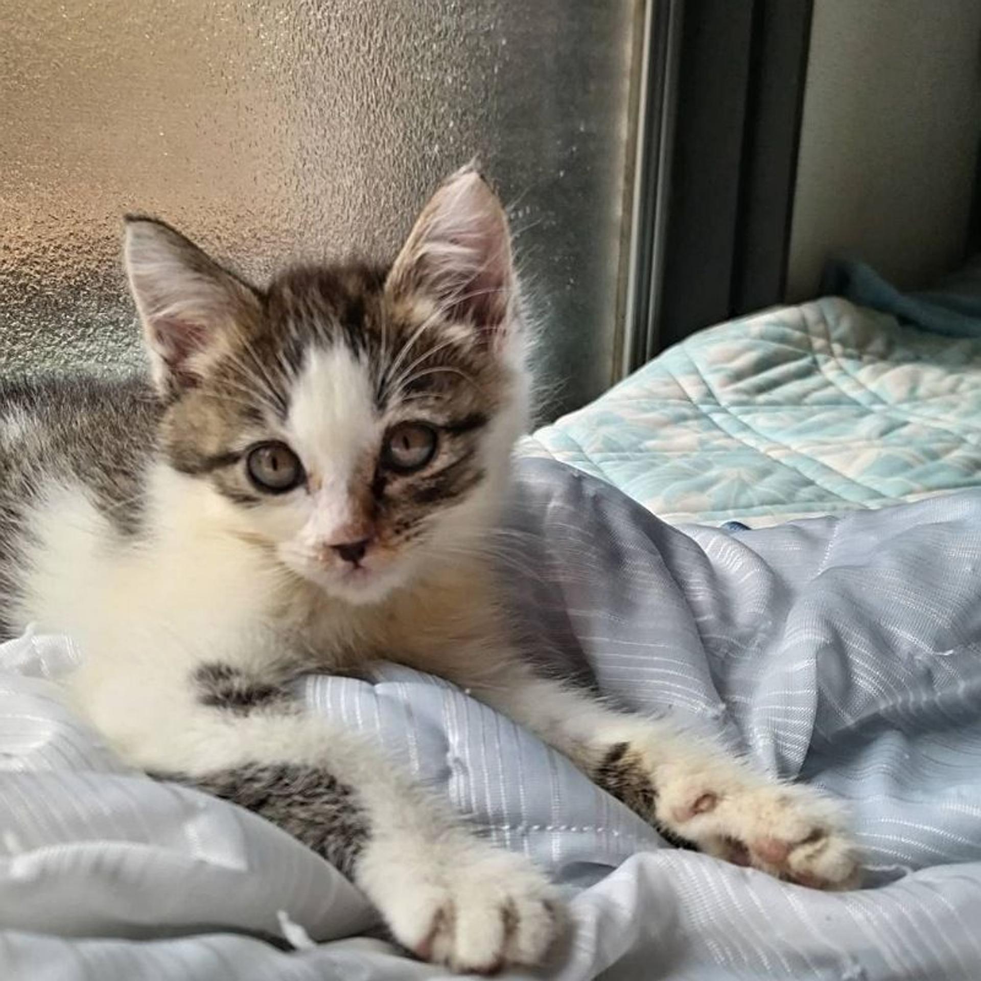 pet-image-3