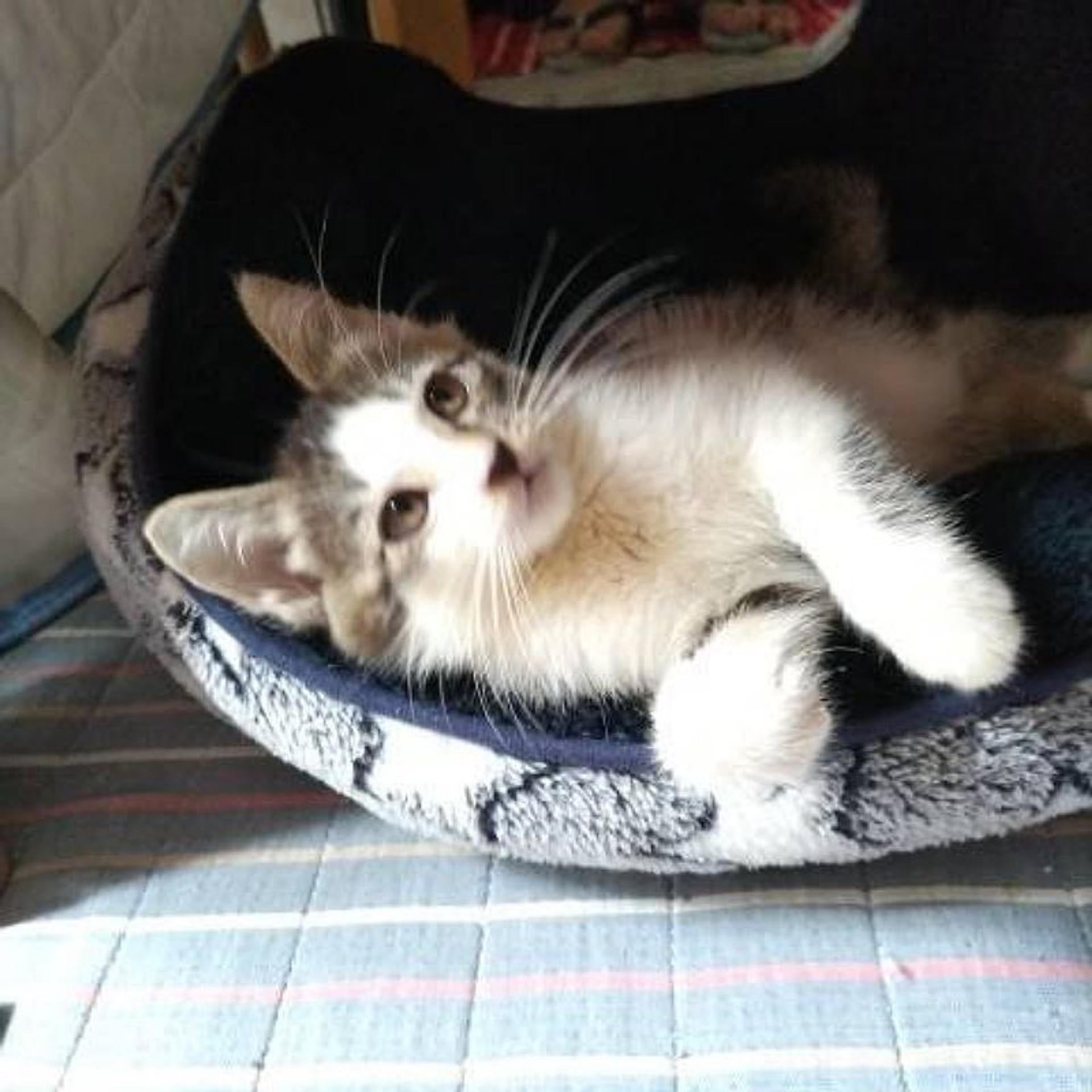 pet-image-5