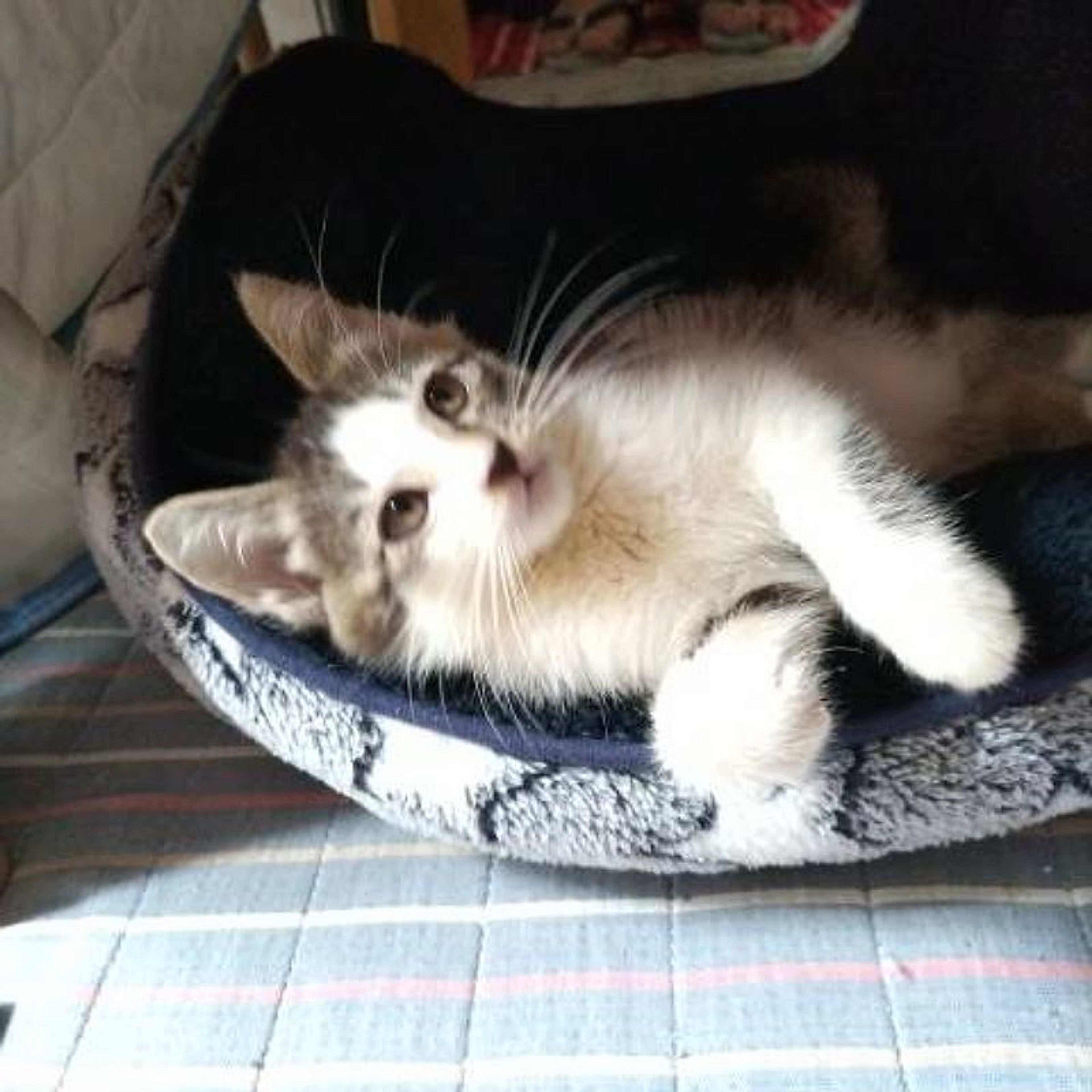 pet-image-5