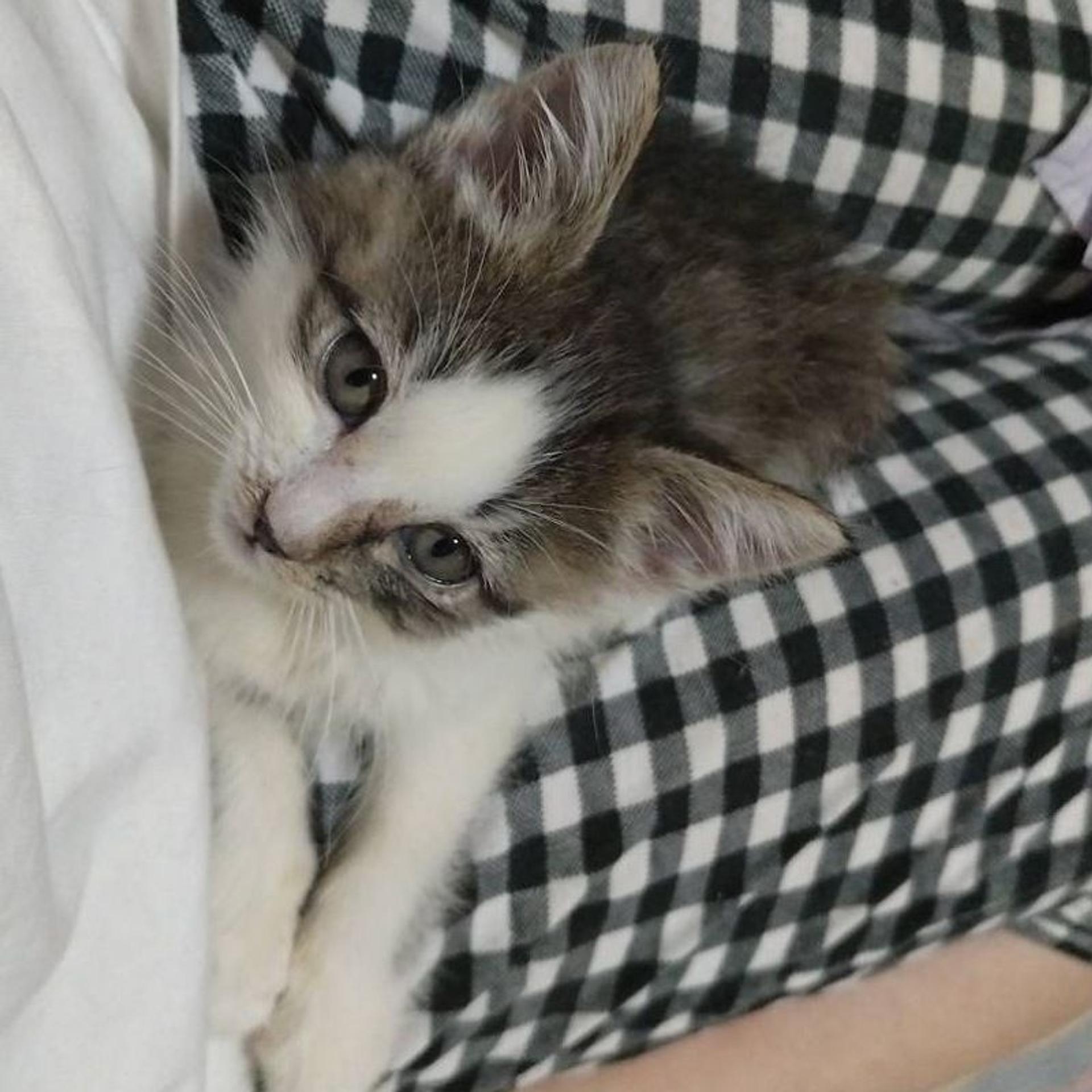 pet-image-6