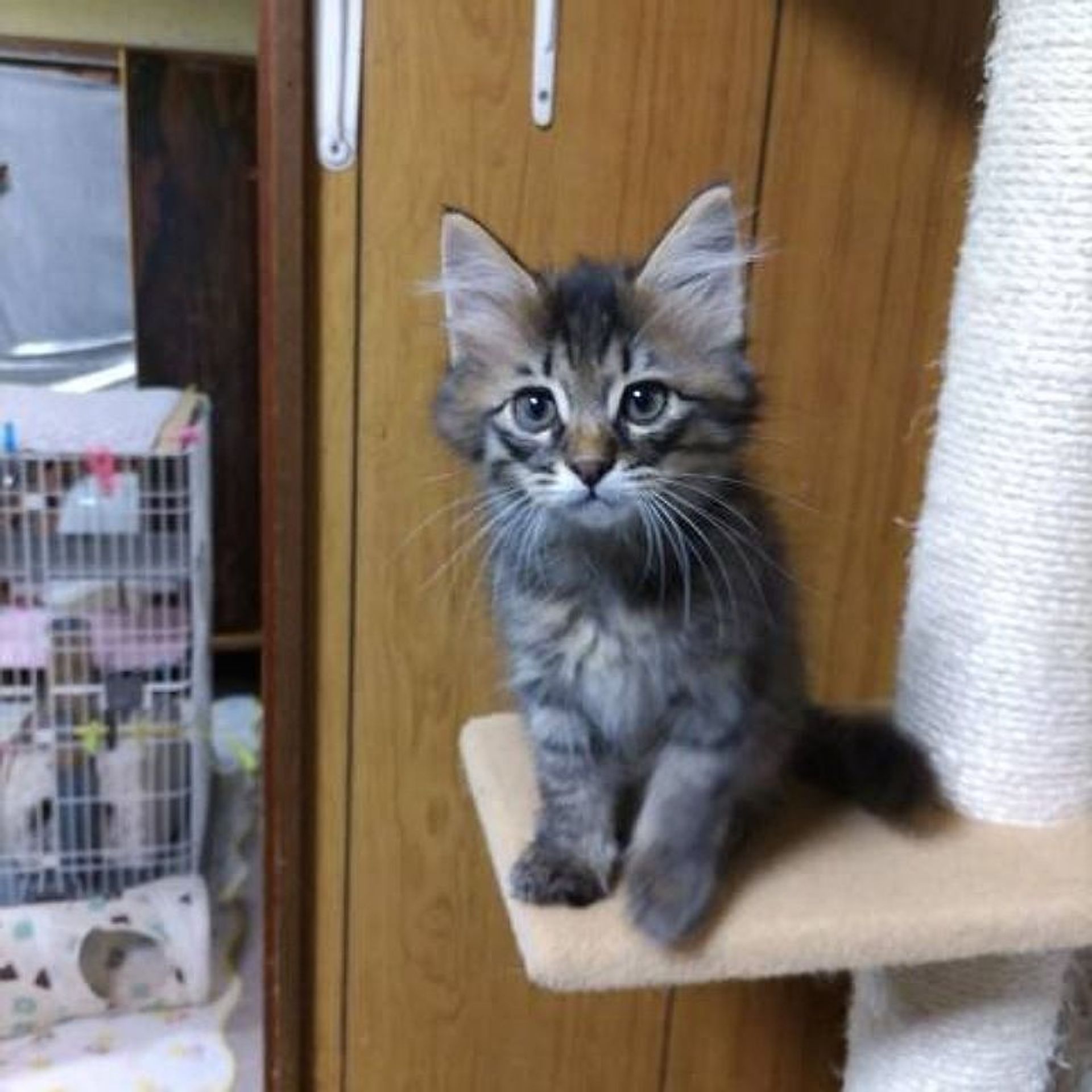 雑種（ミックス猫）・オスの里親募集の写真
