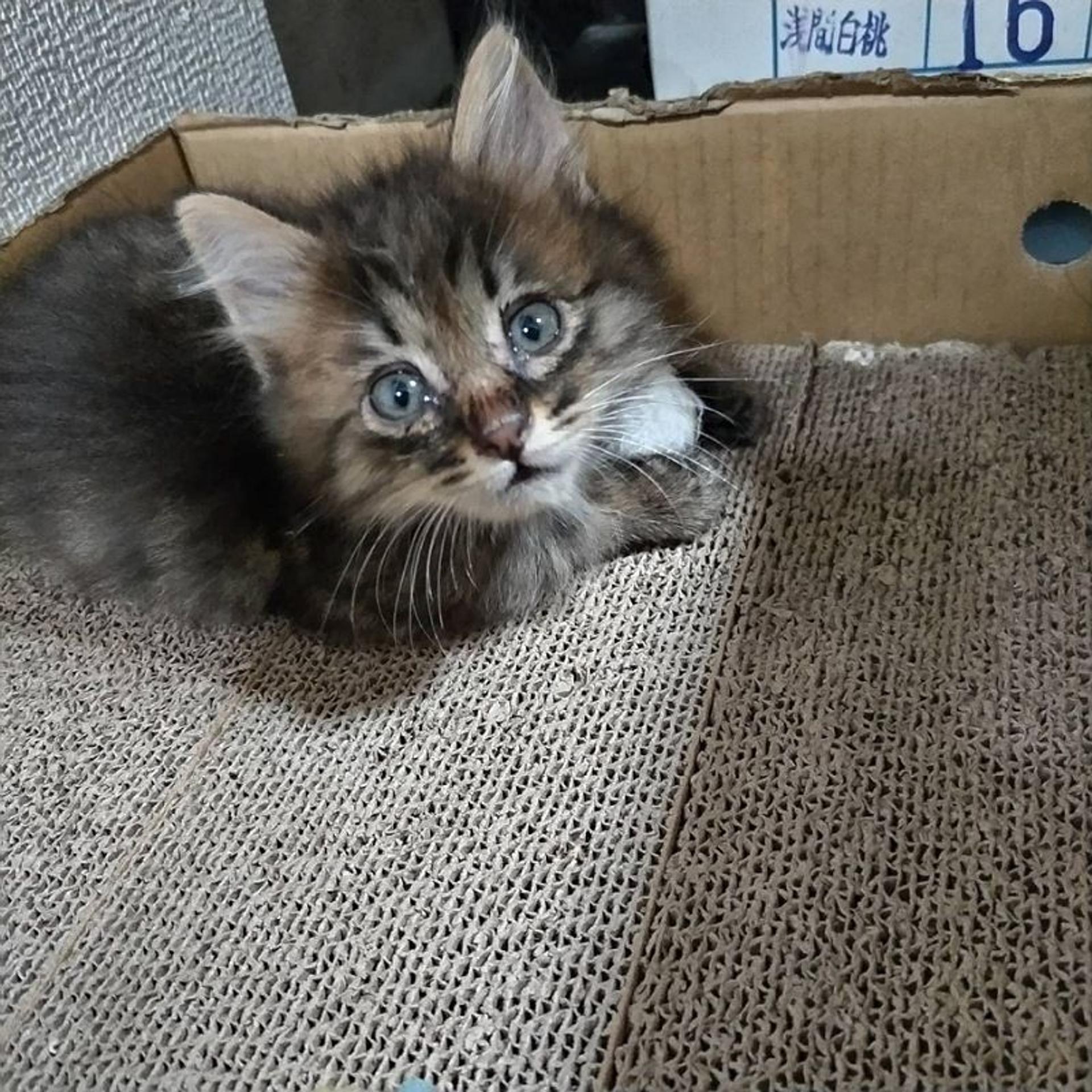 pet-image-3