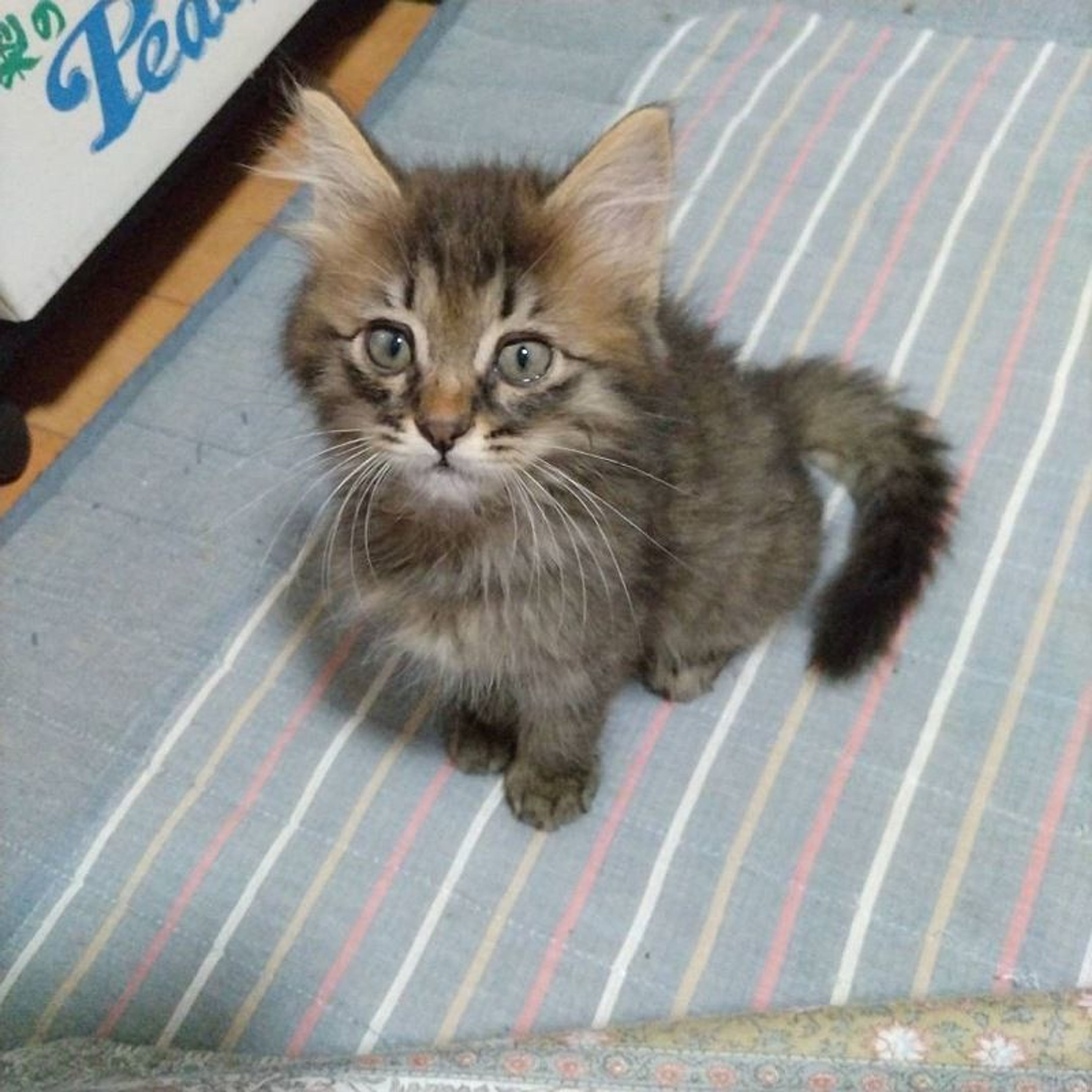 pet-image-6