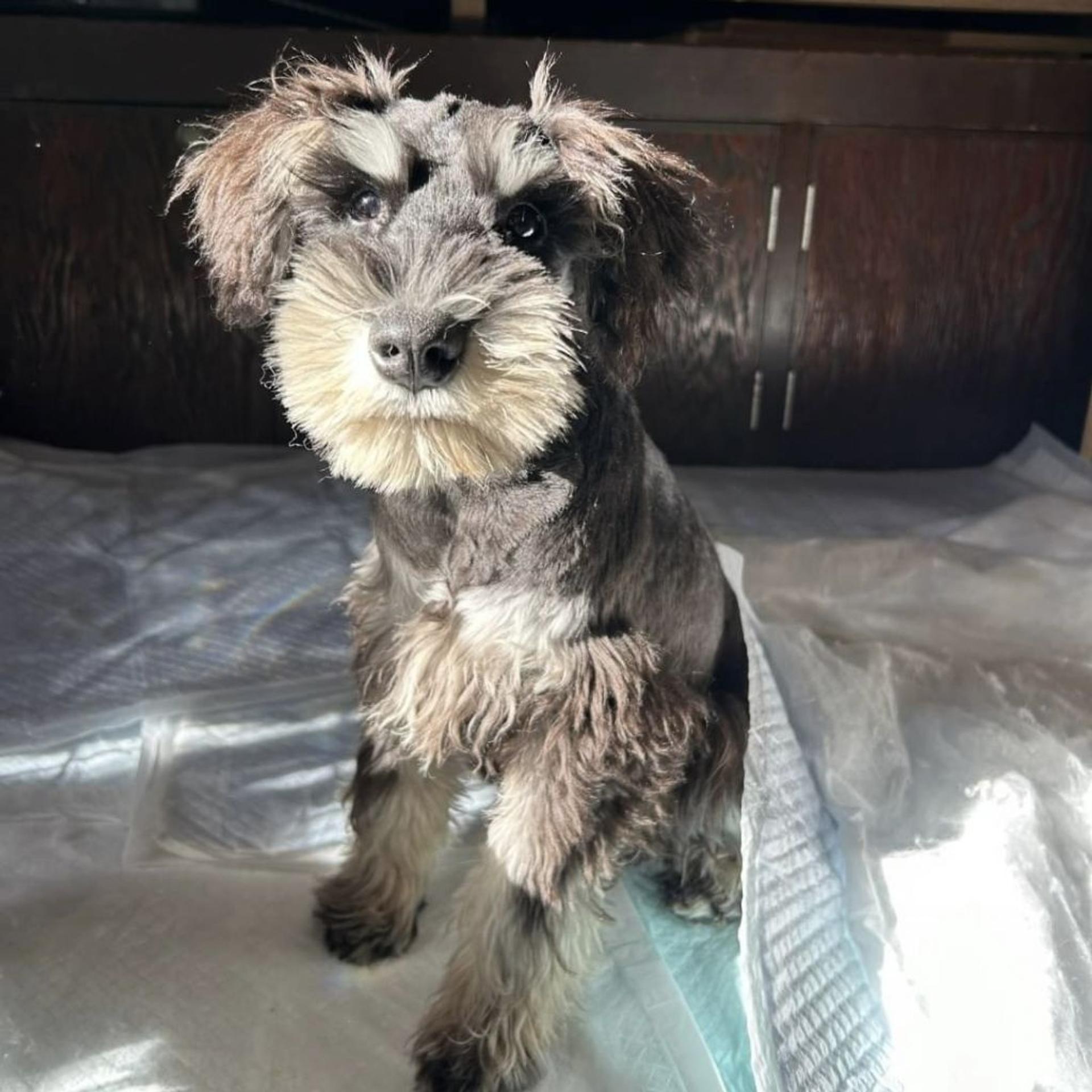 pet-image-4