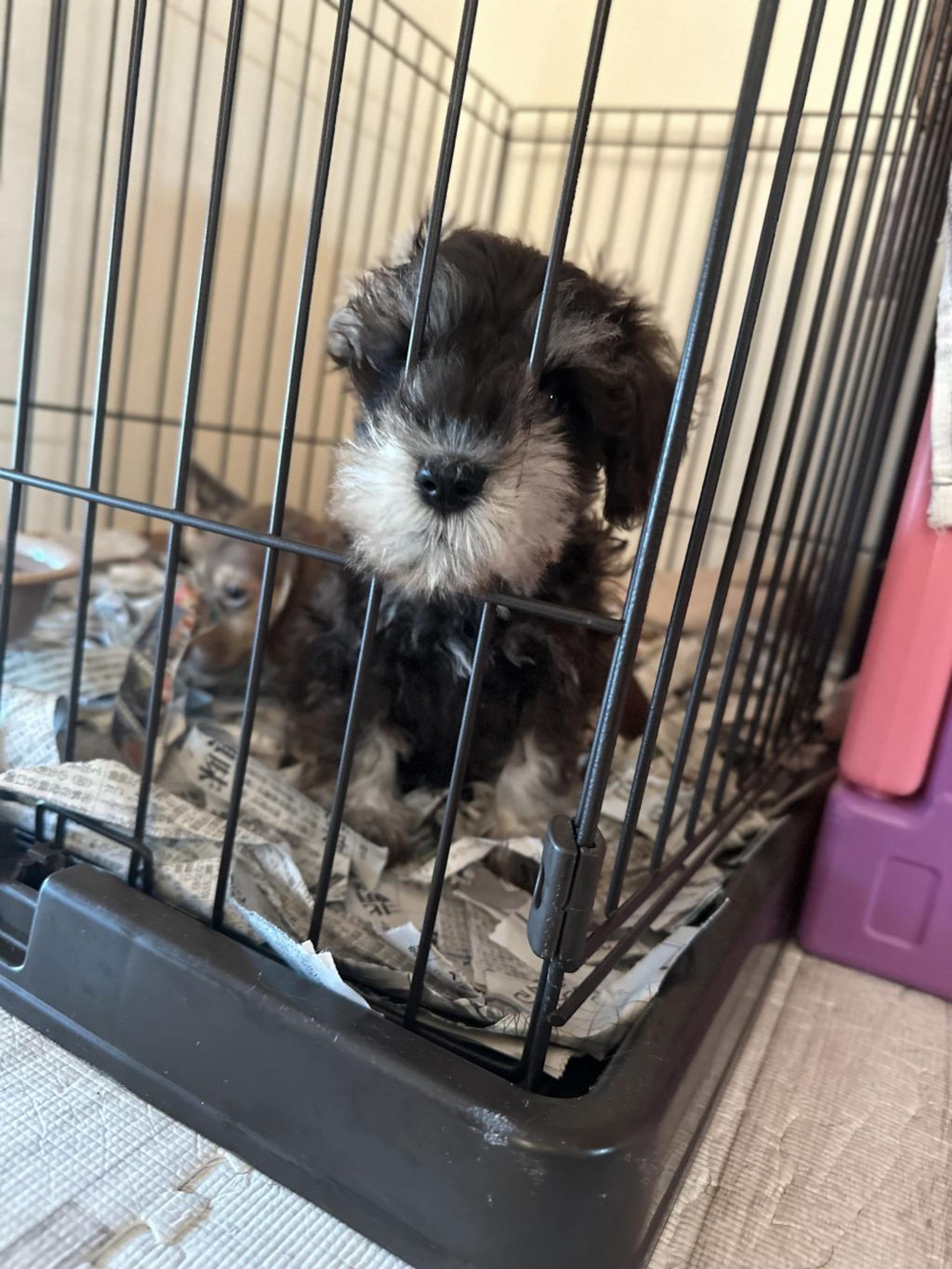 pet-image-3