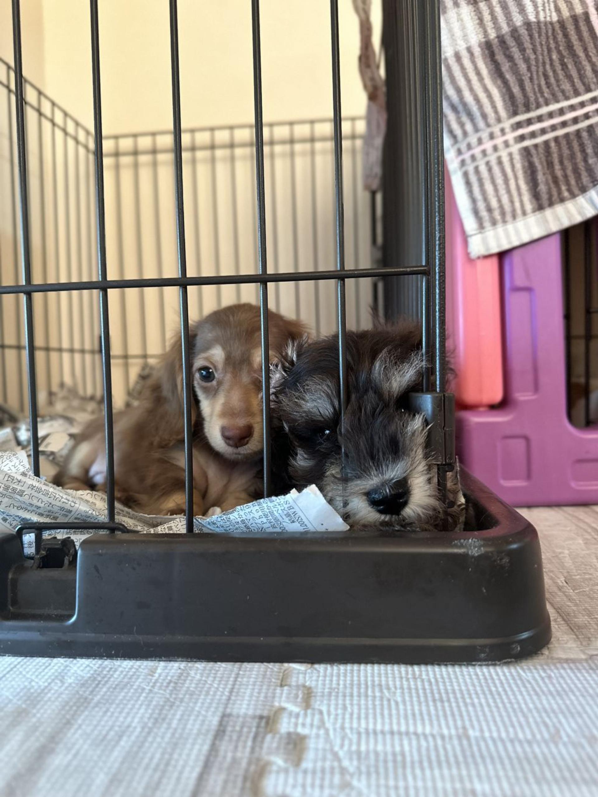 pet-image-4