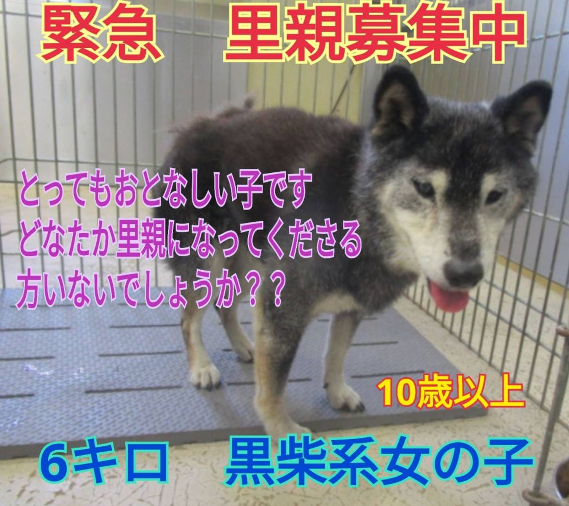 柴犬・メスの里親募集の写真