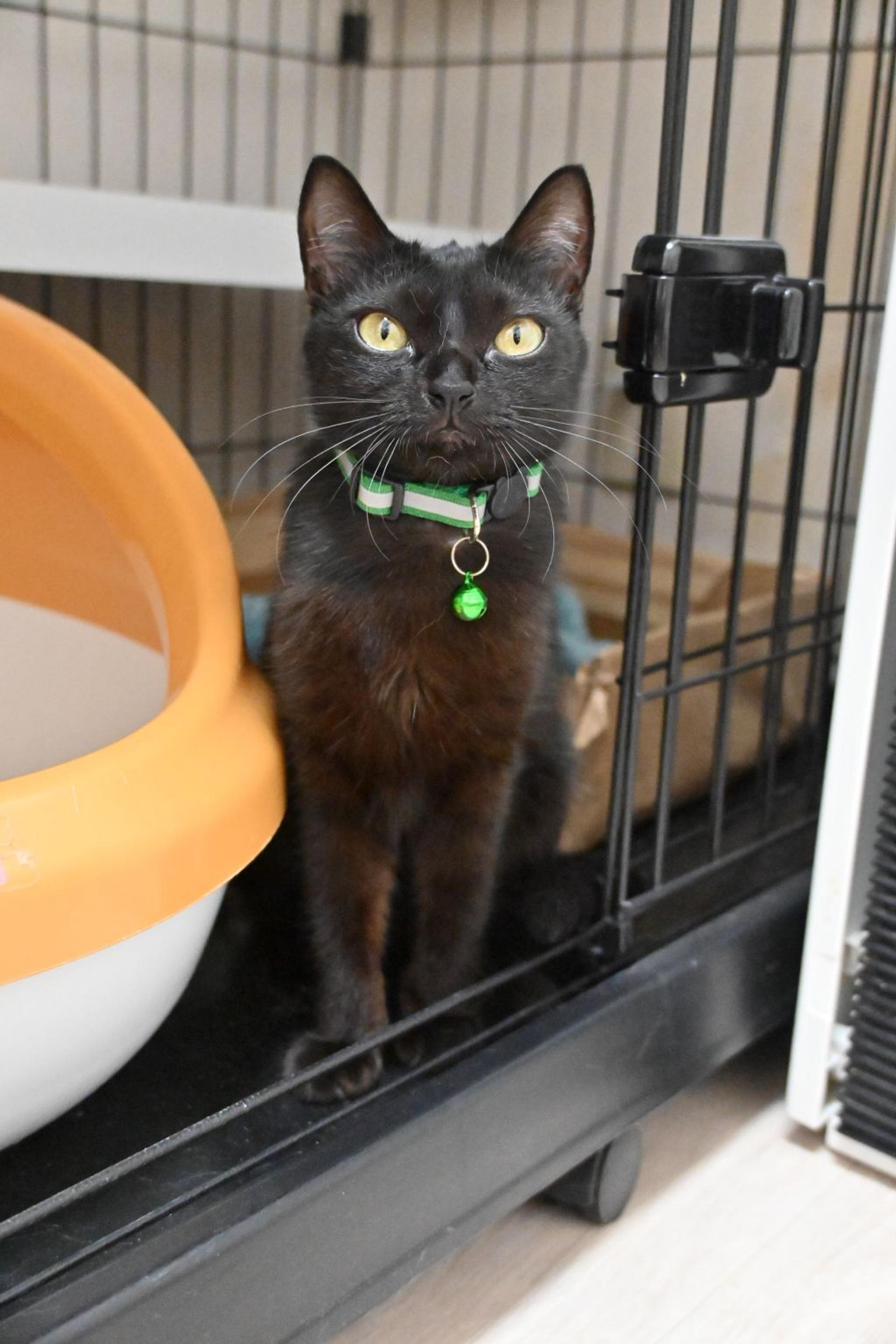 pet-image-2
