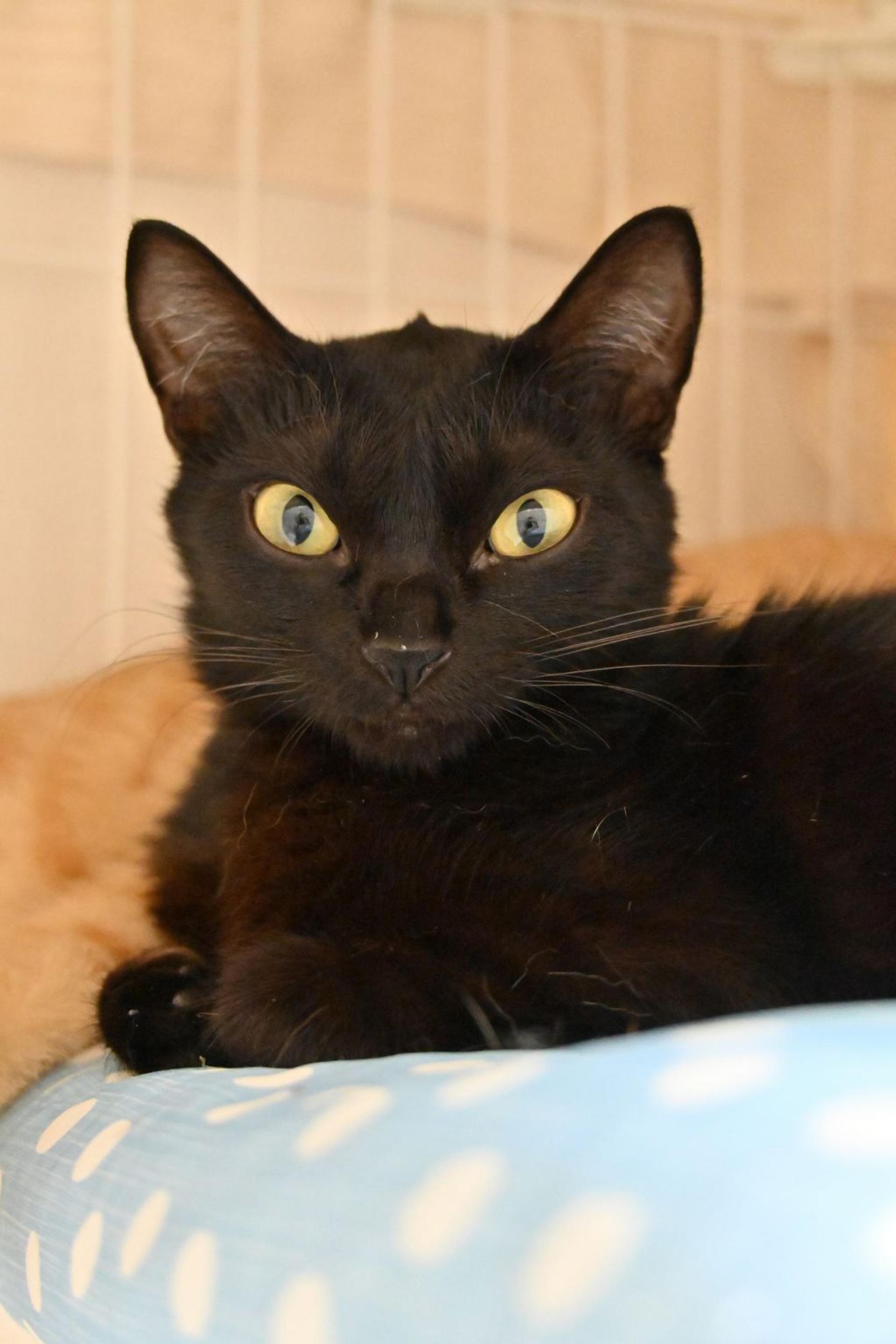 pet-image-3