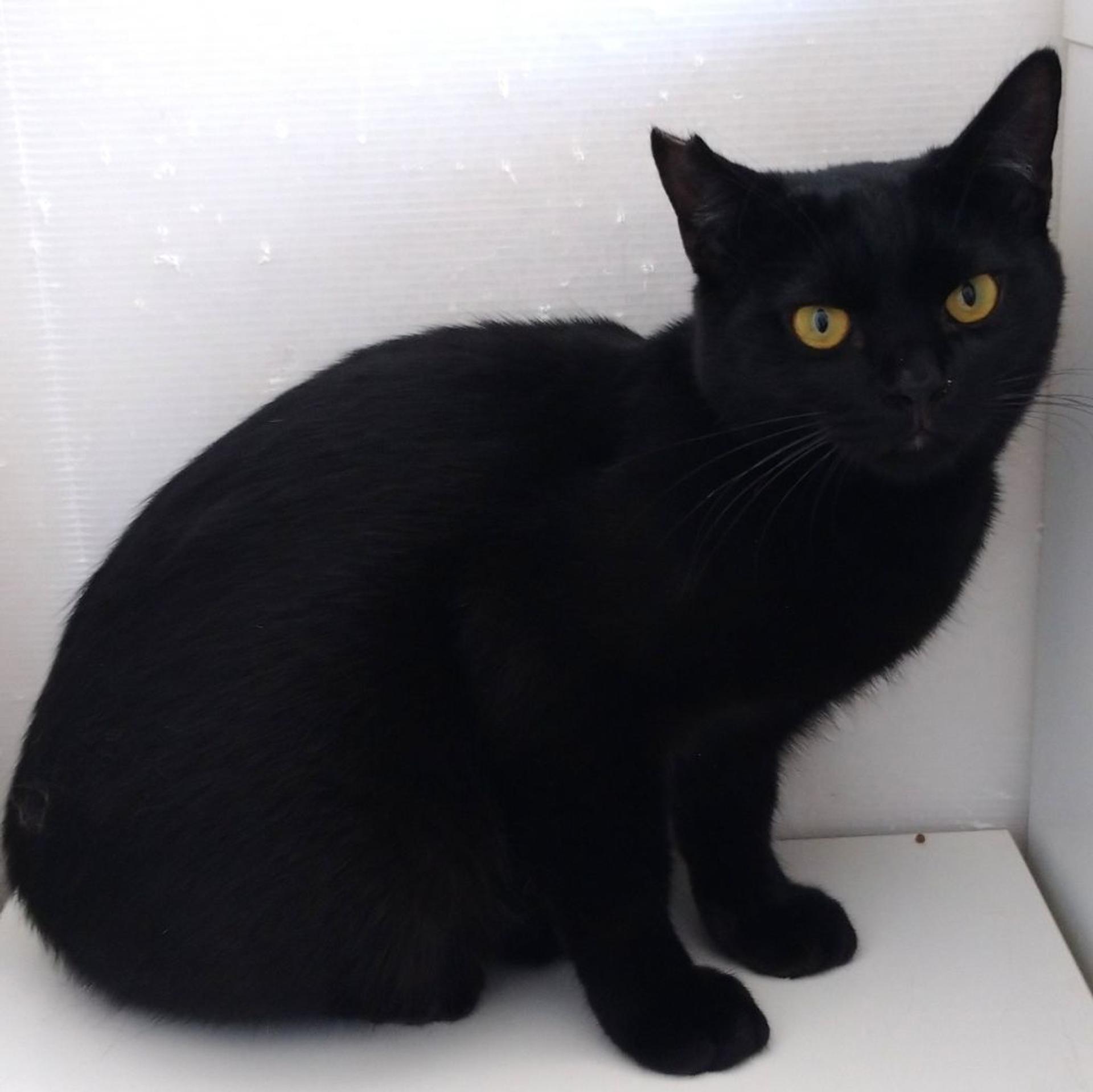 pet-image-3
