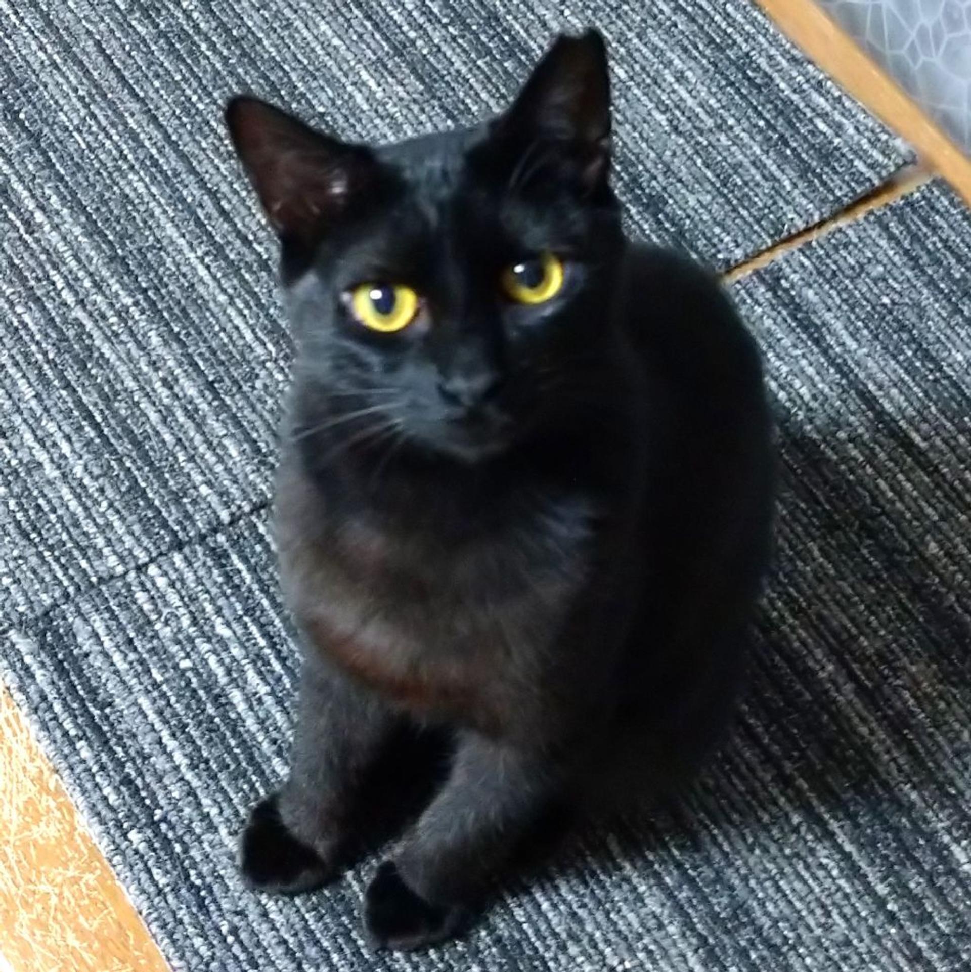 pet-image-4
