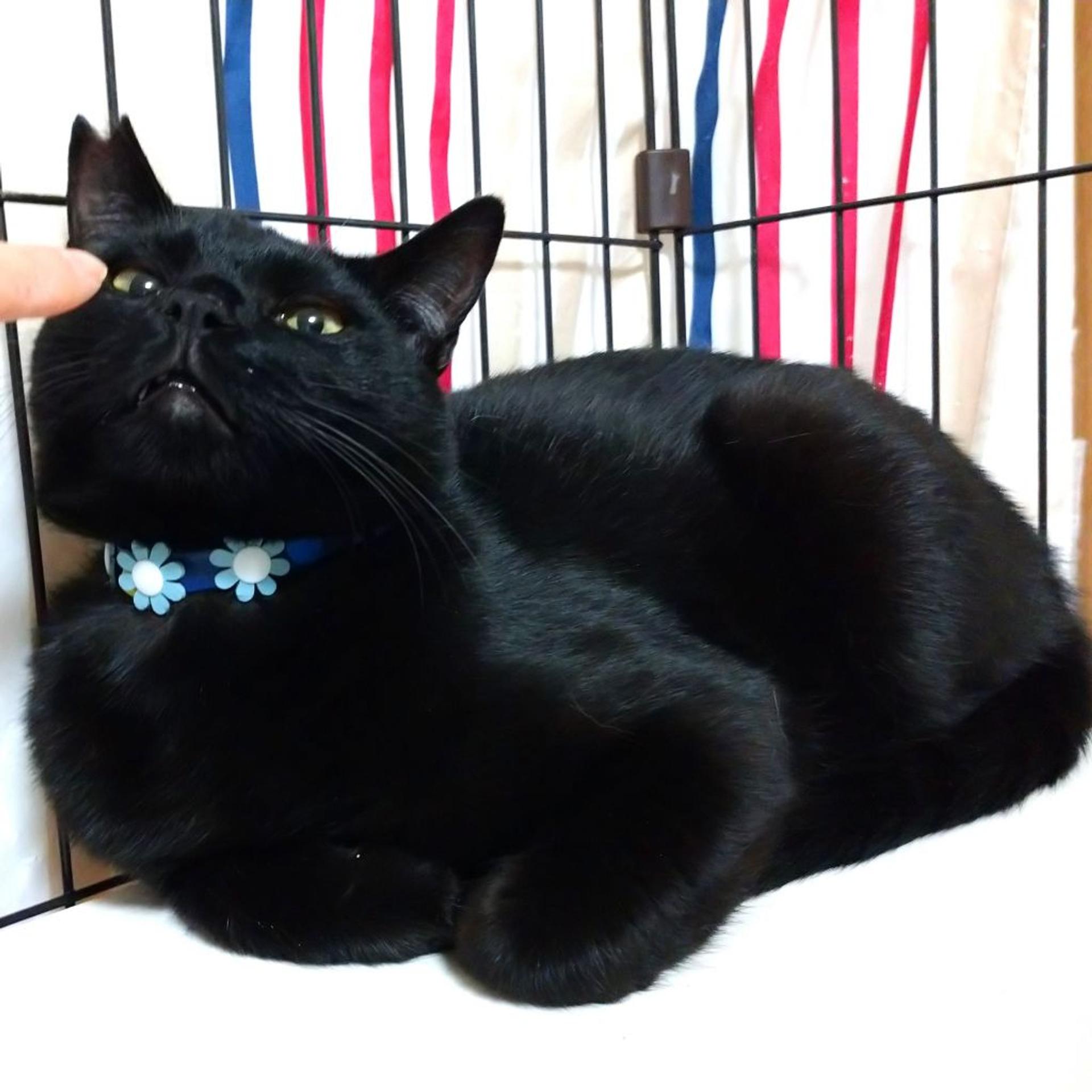 pet-image-7
