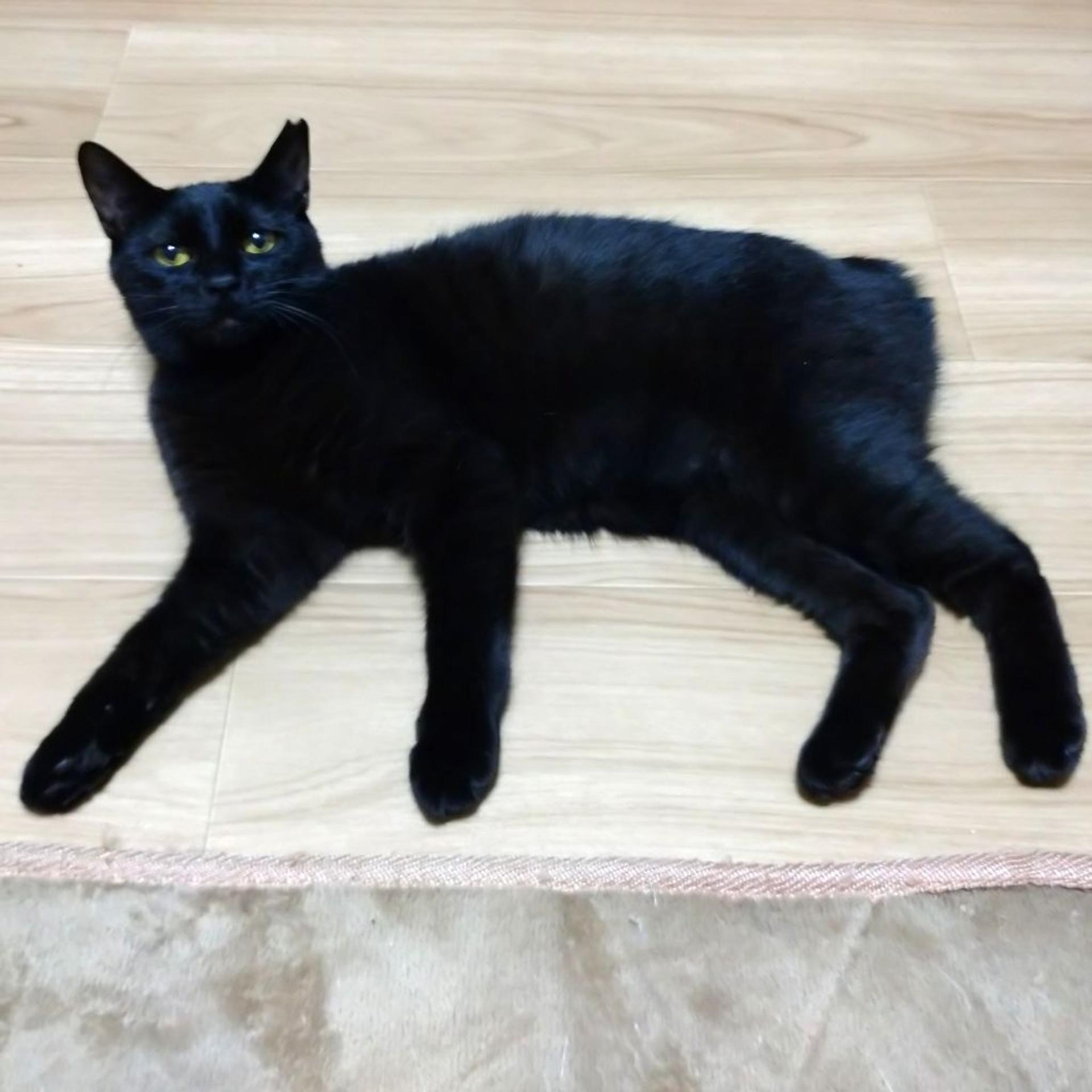 pet-image-8
