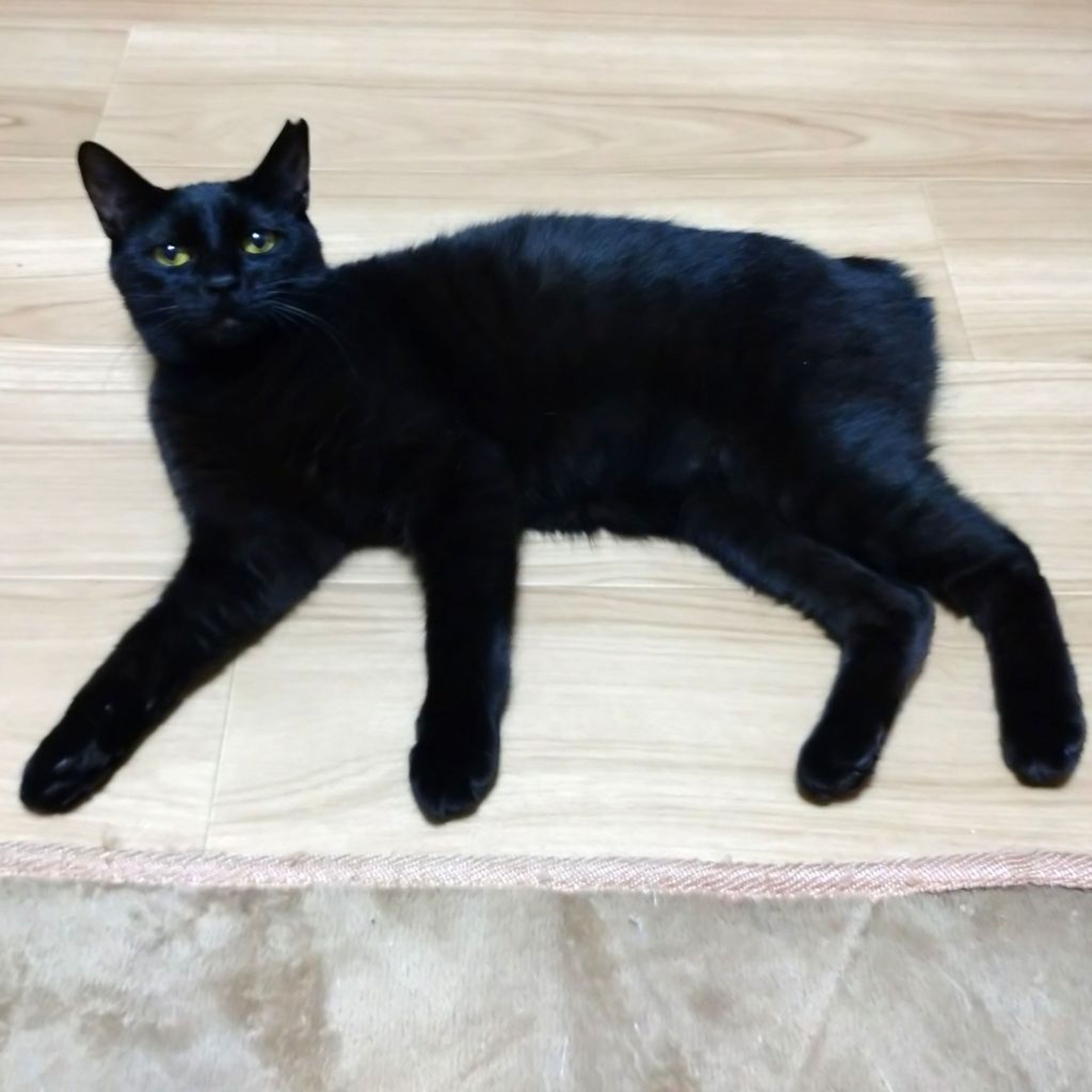 pet-image-8