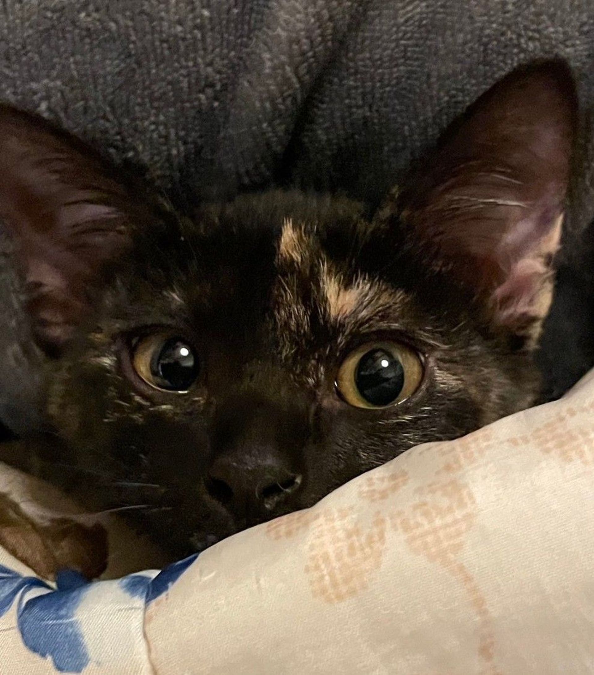 雑種（ミックス猫）・メスの里親募集の写真