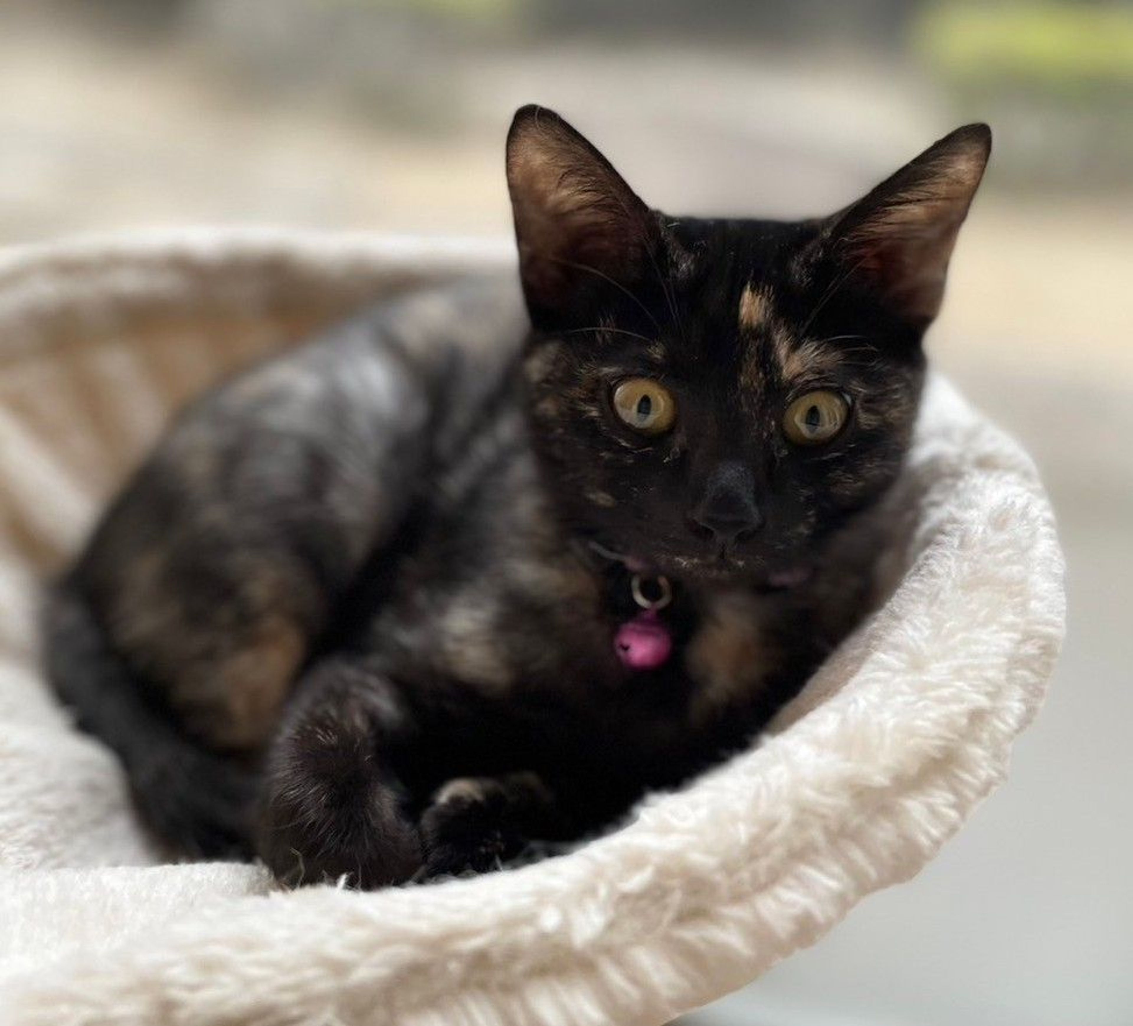 pet-image-3