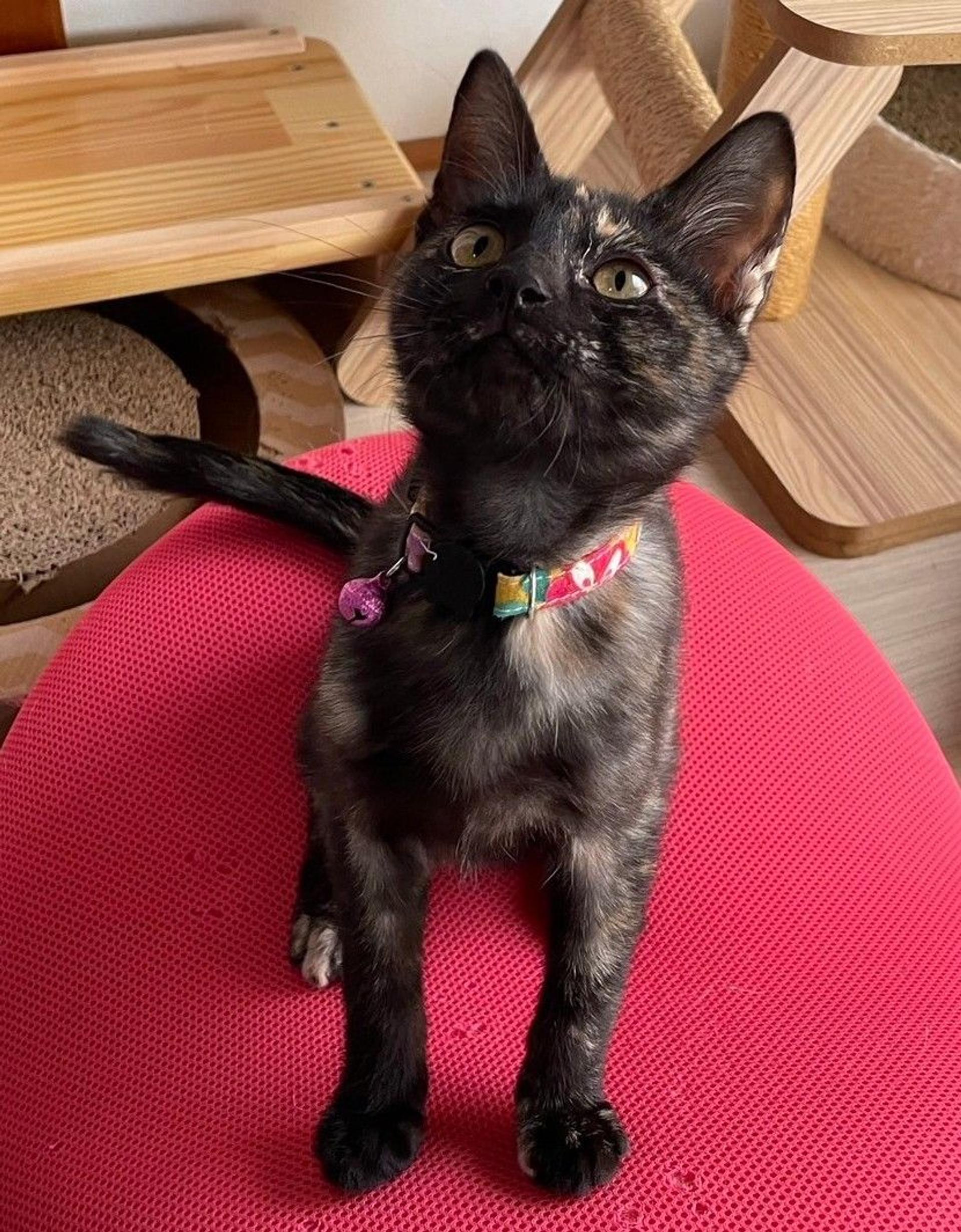 pet-image-5