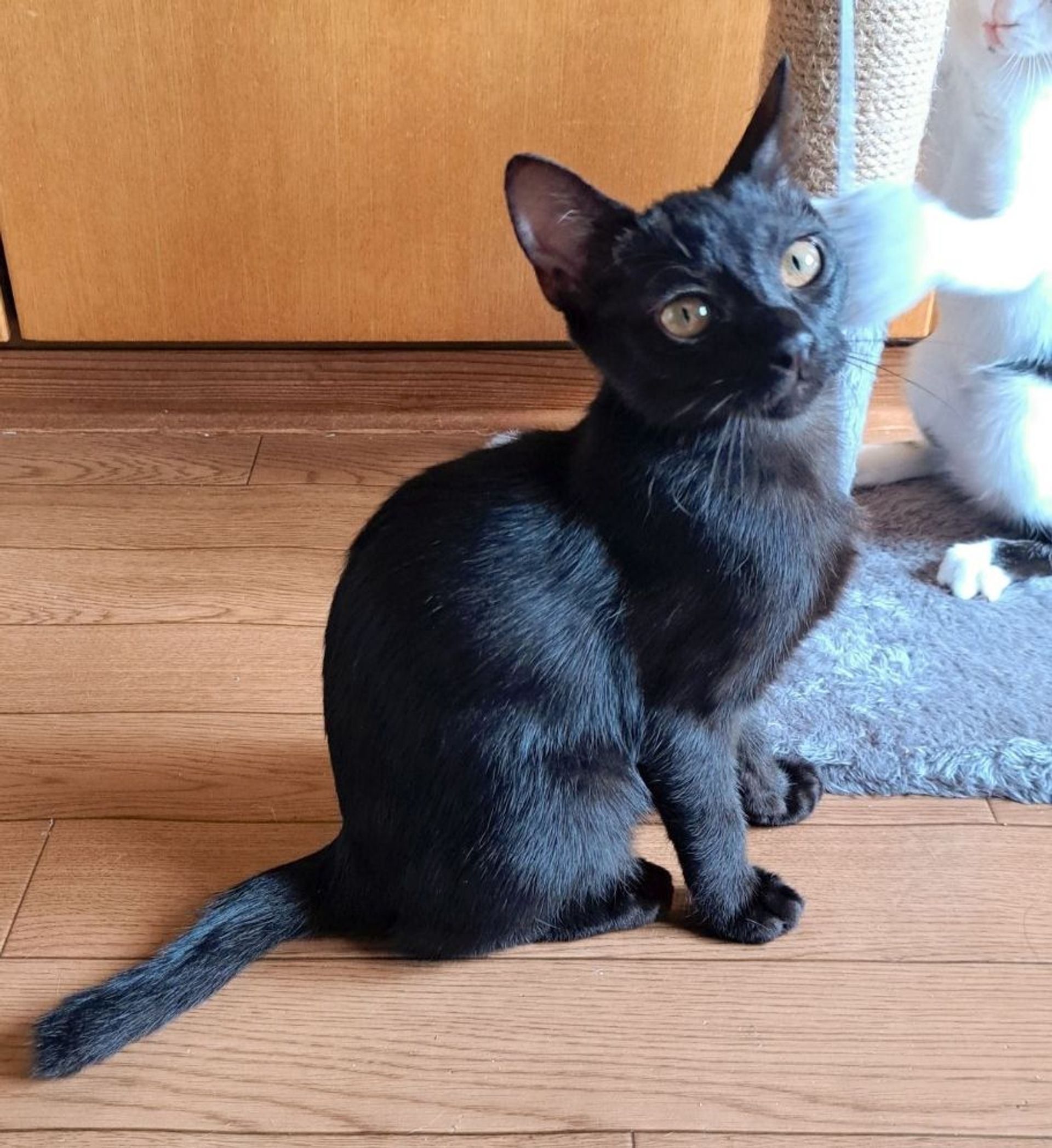 雑種（ミックス猫）・メスの里親募集の写真