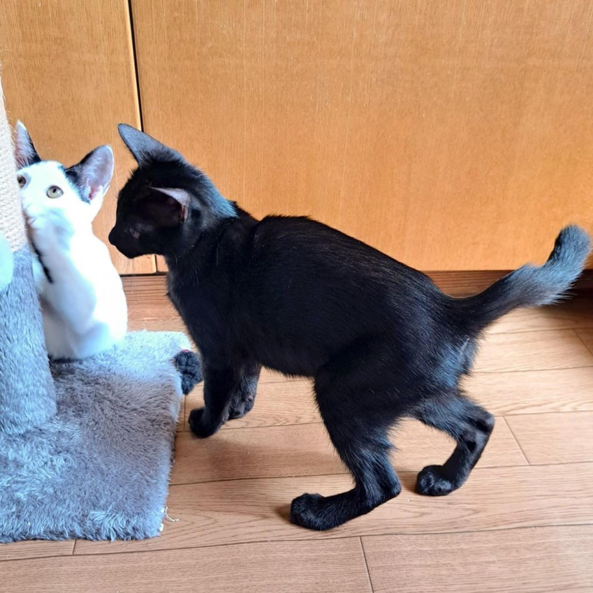 pet-image-3