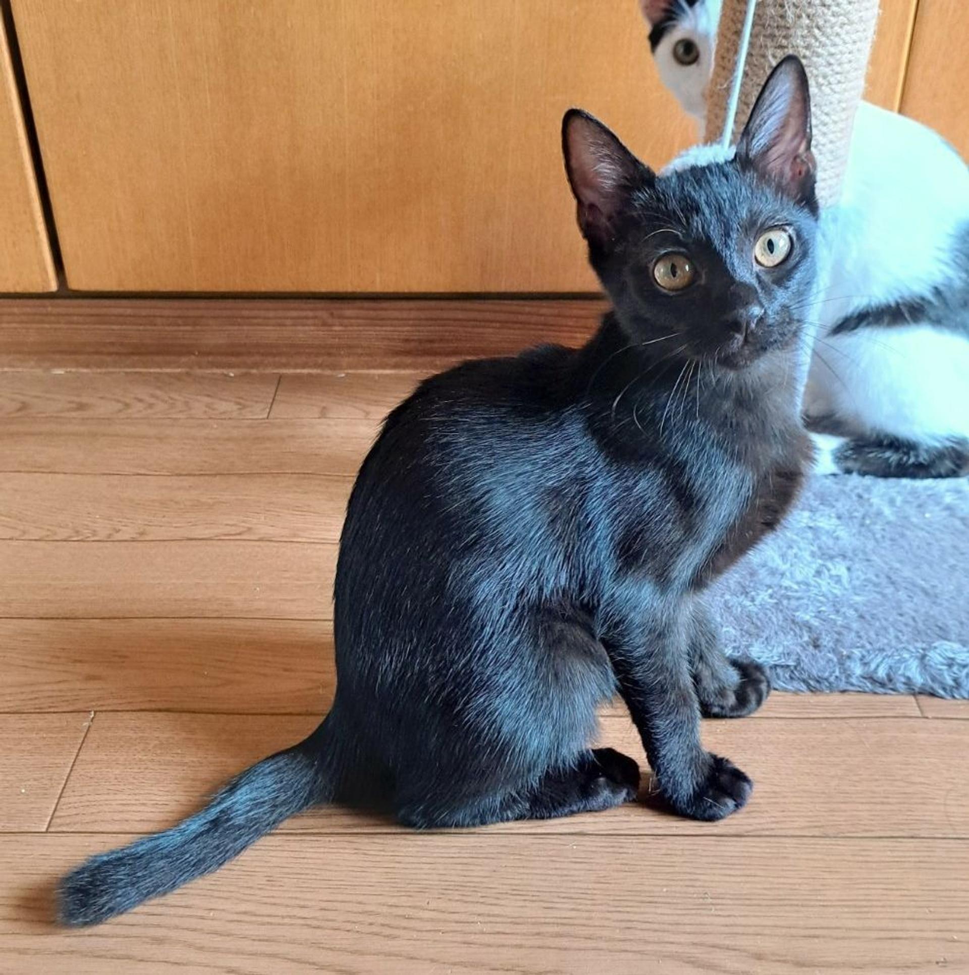 pet-image-4