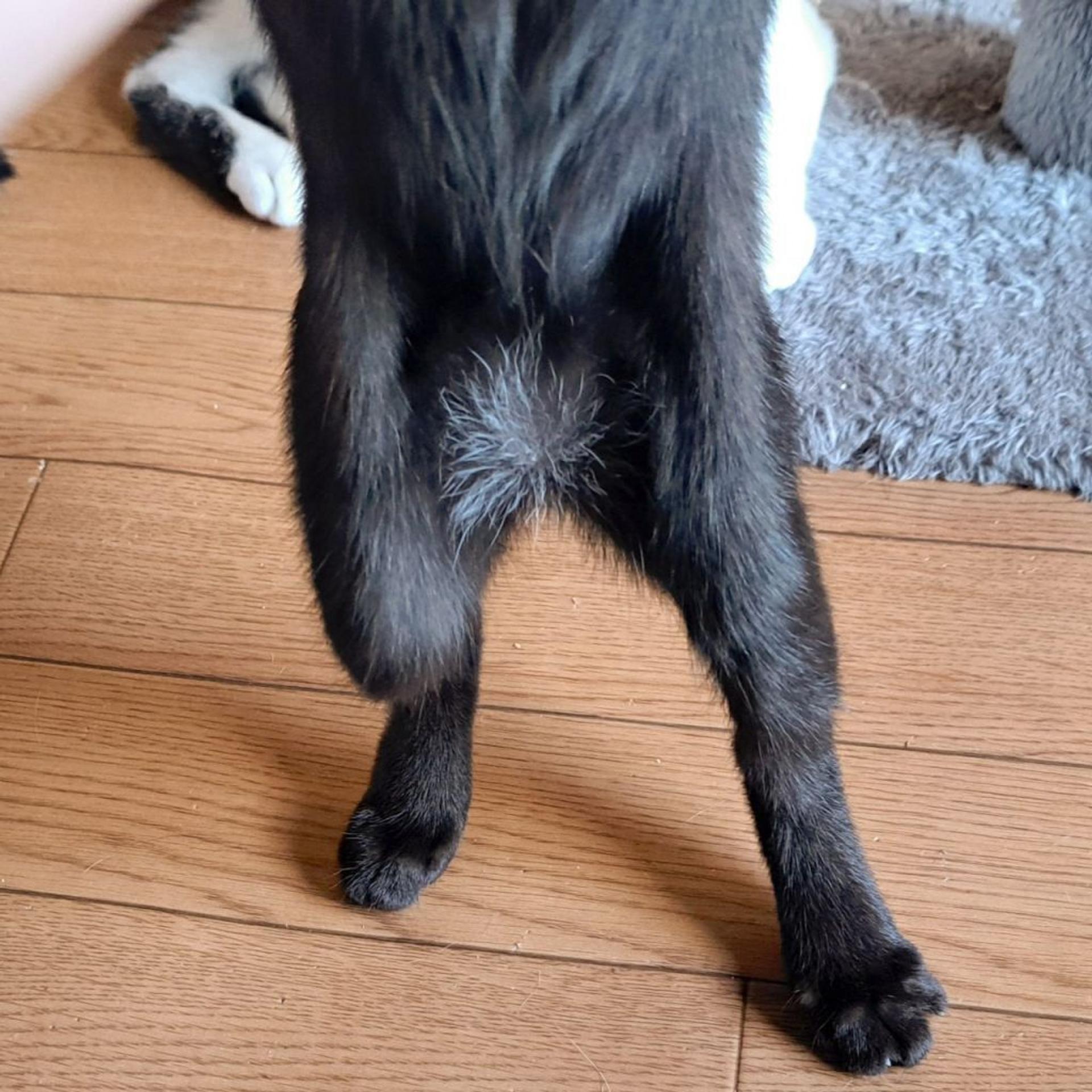 pet-image-5