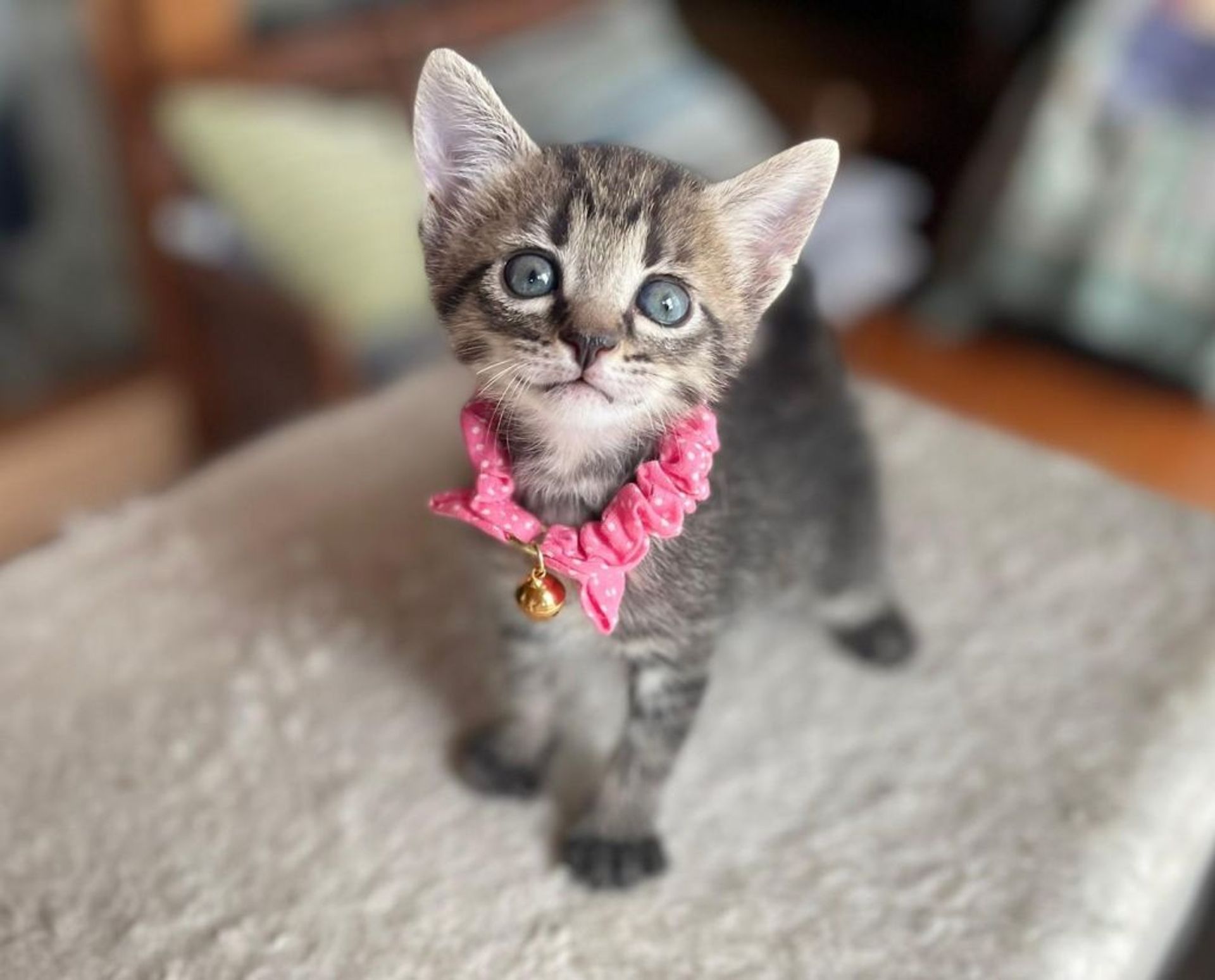 雑種（ミックス猫）・メスの里親募集の写真