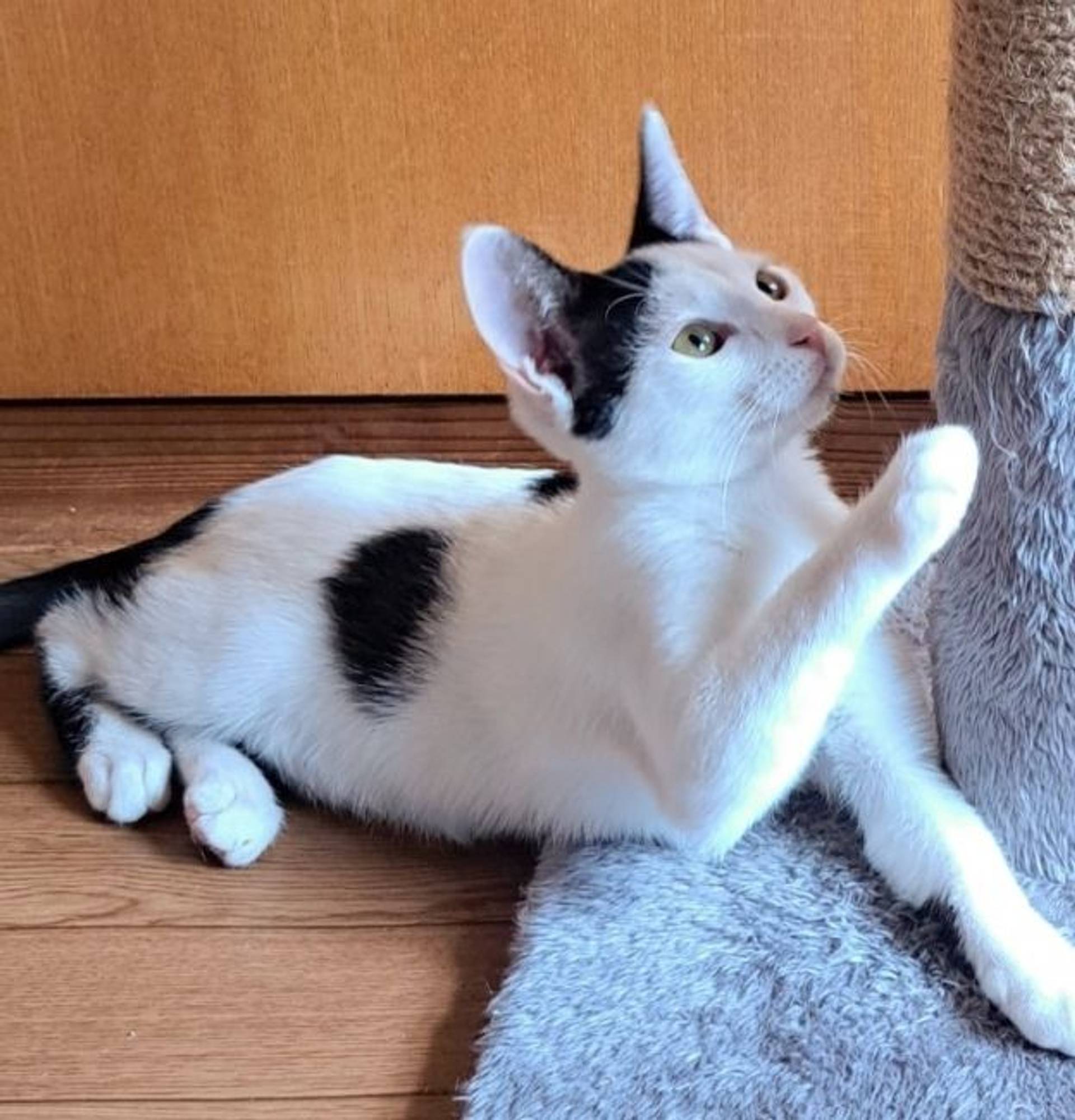雑種（ミックス猫）・メスの里親募集の写真