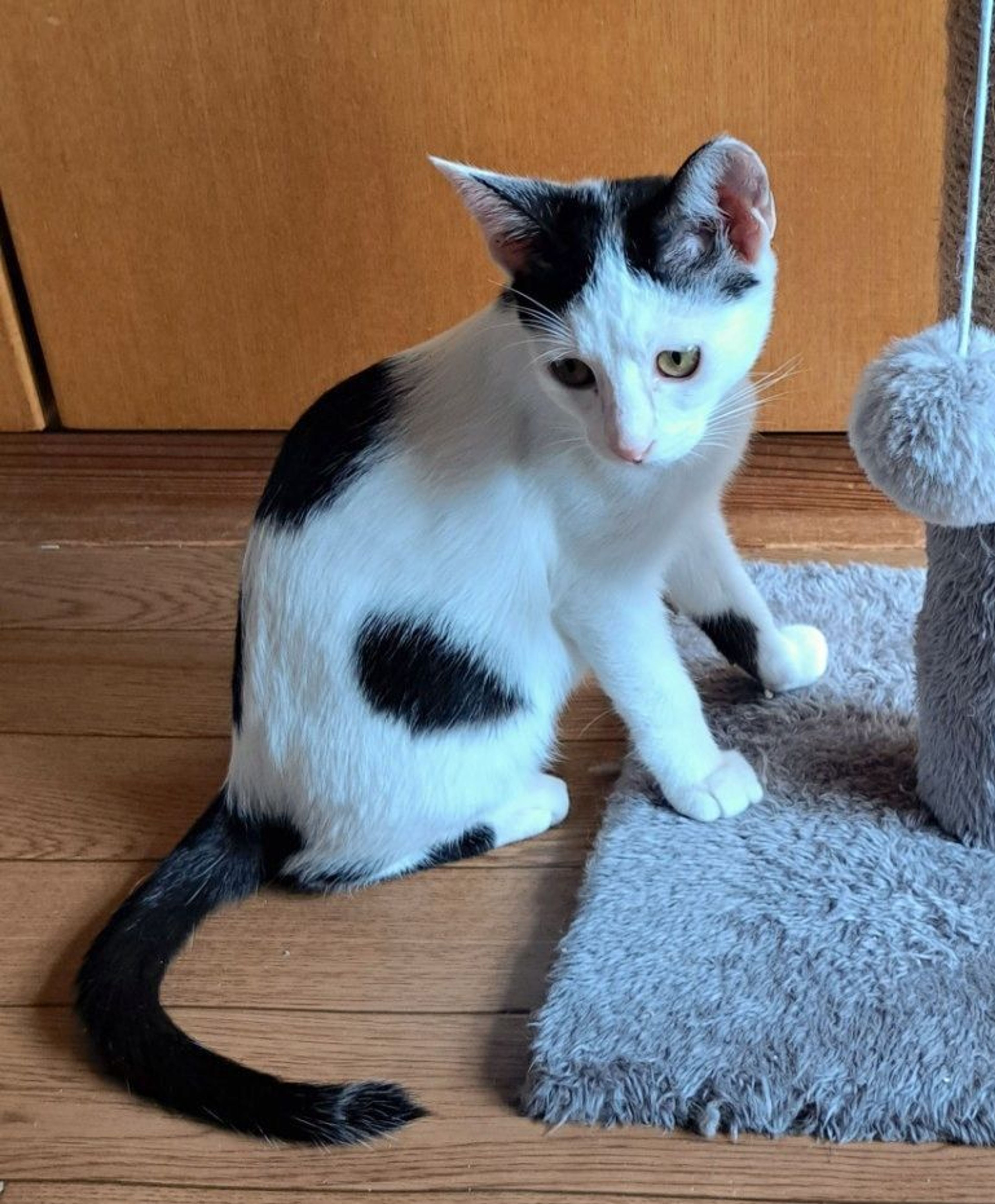 pet-image-3