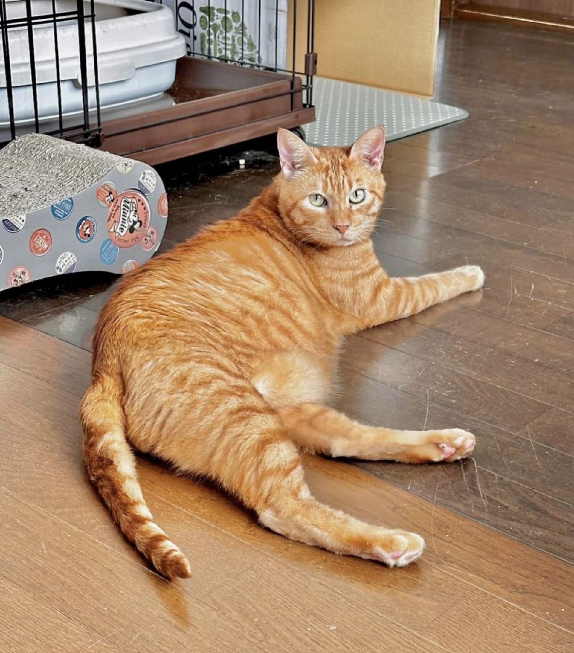 雑種（ミックス猫）・オスの里親募集の写真
