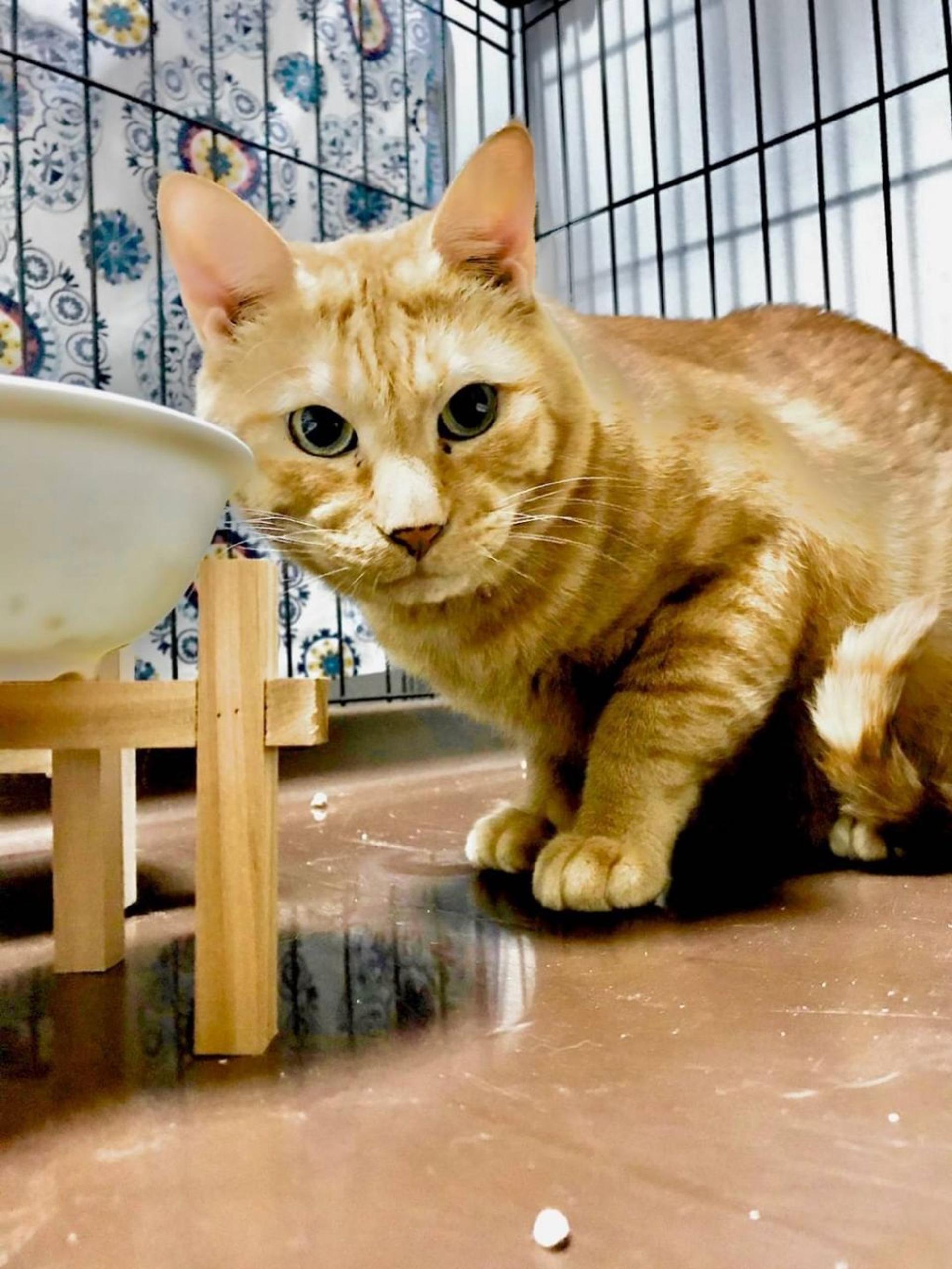 pet-image-4
