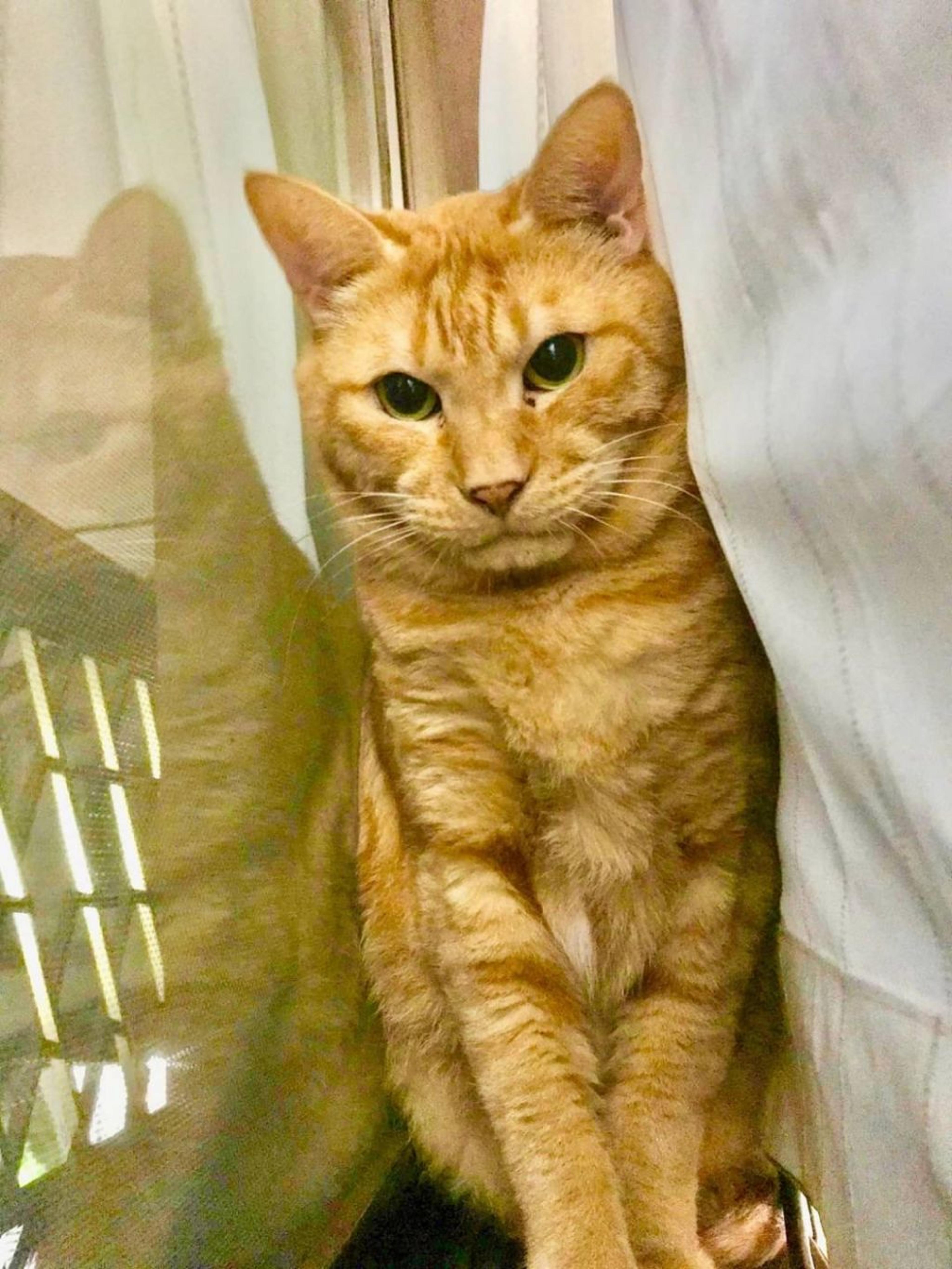 pet-image-7