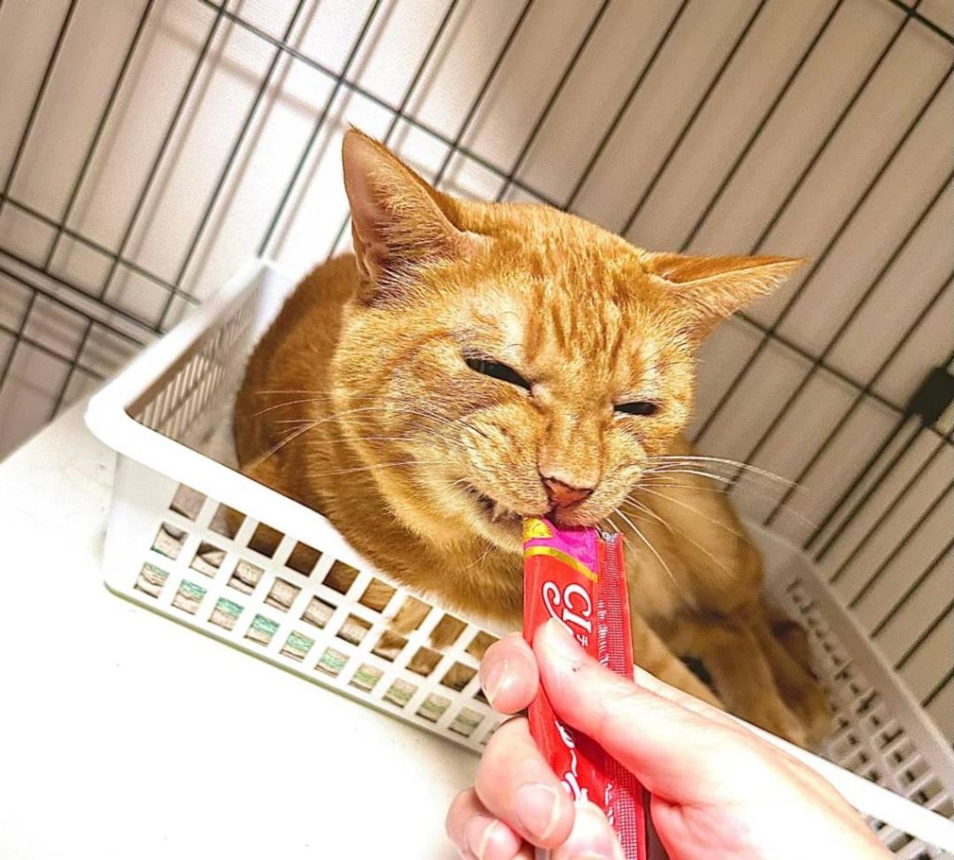 pet-image-9