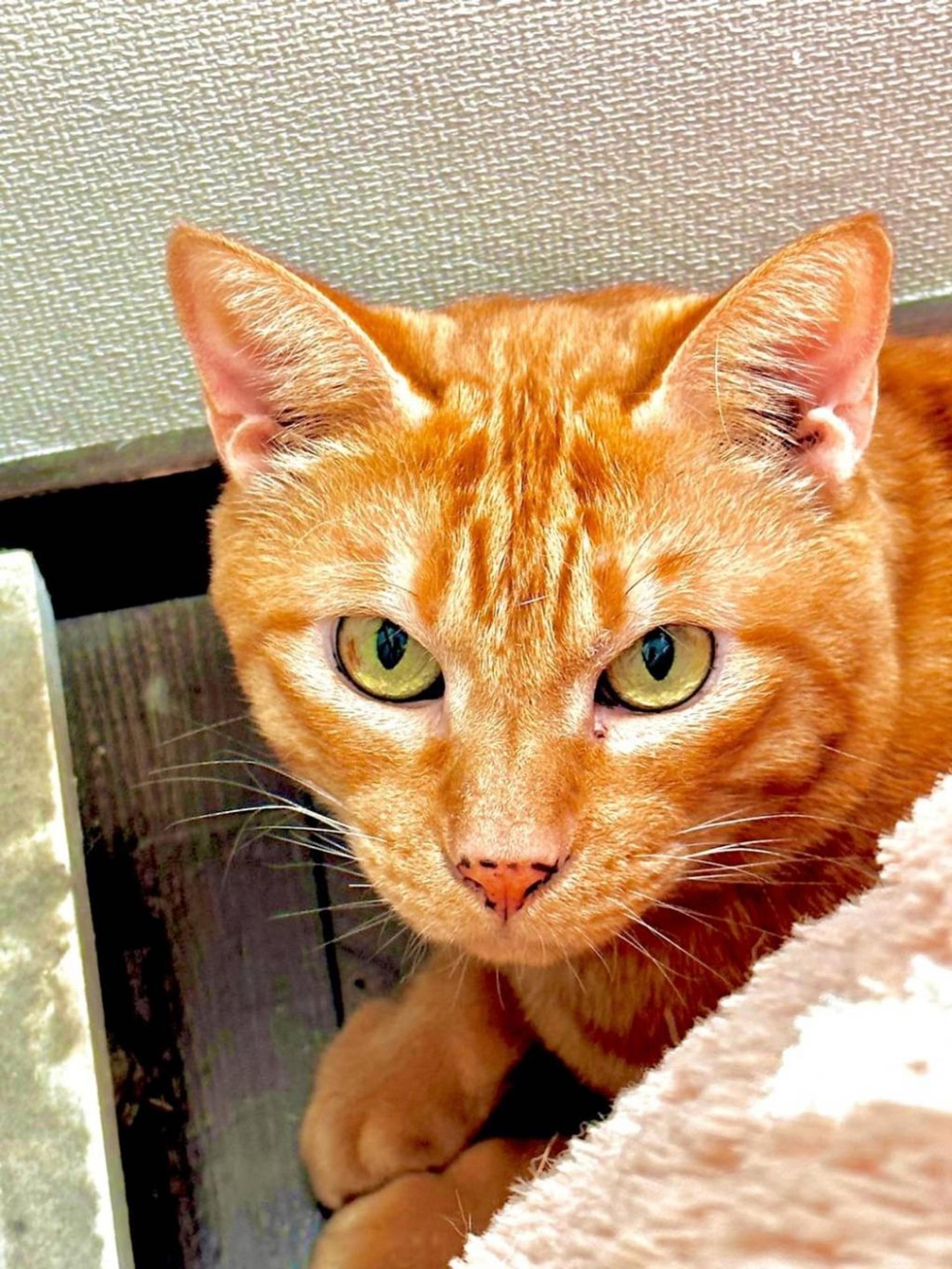 pet-image-10
