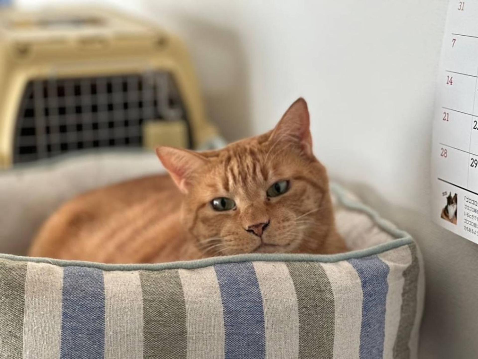 pet-image-6