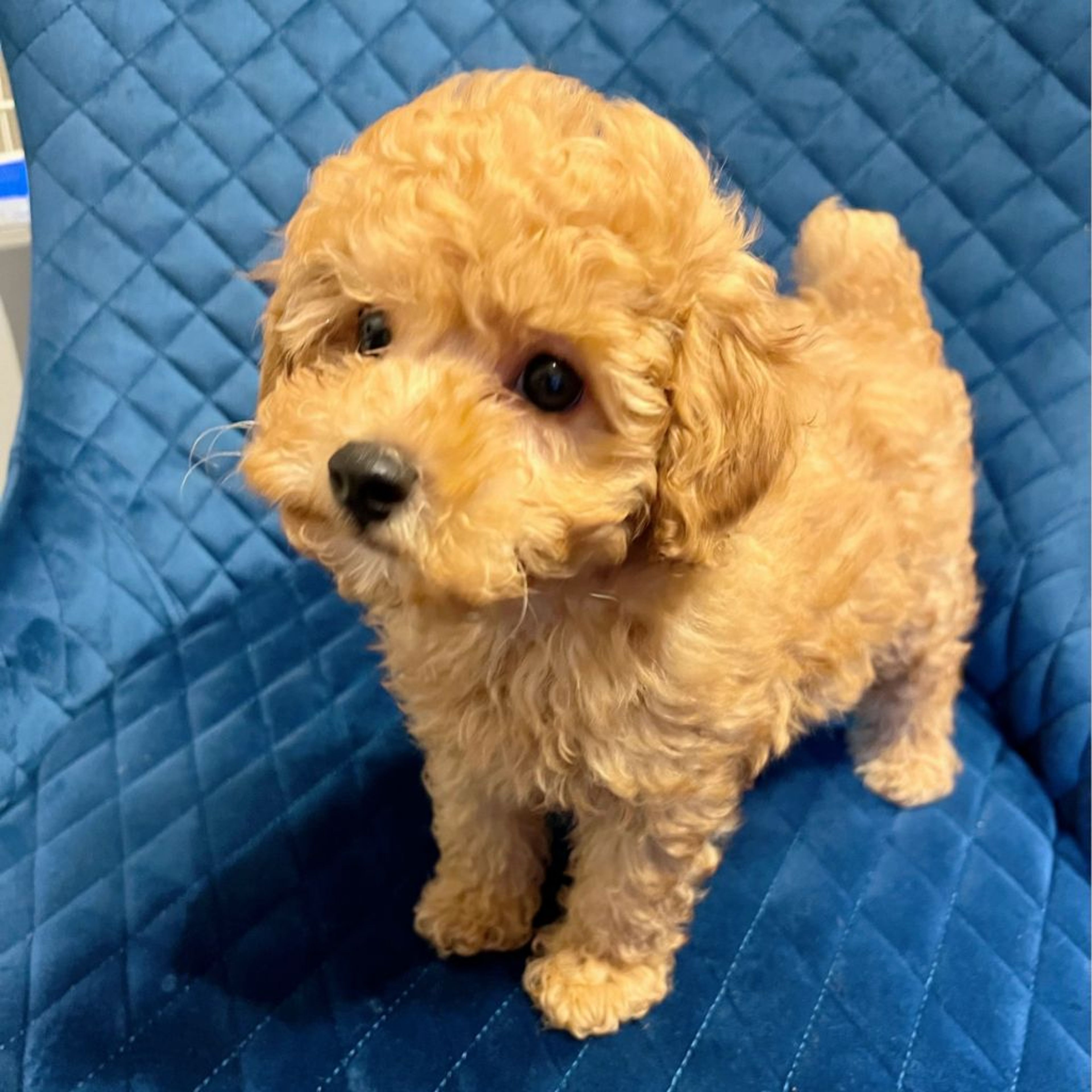 pet-image-2