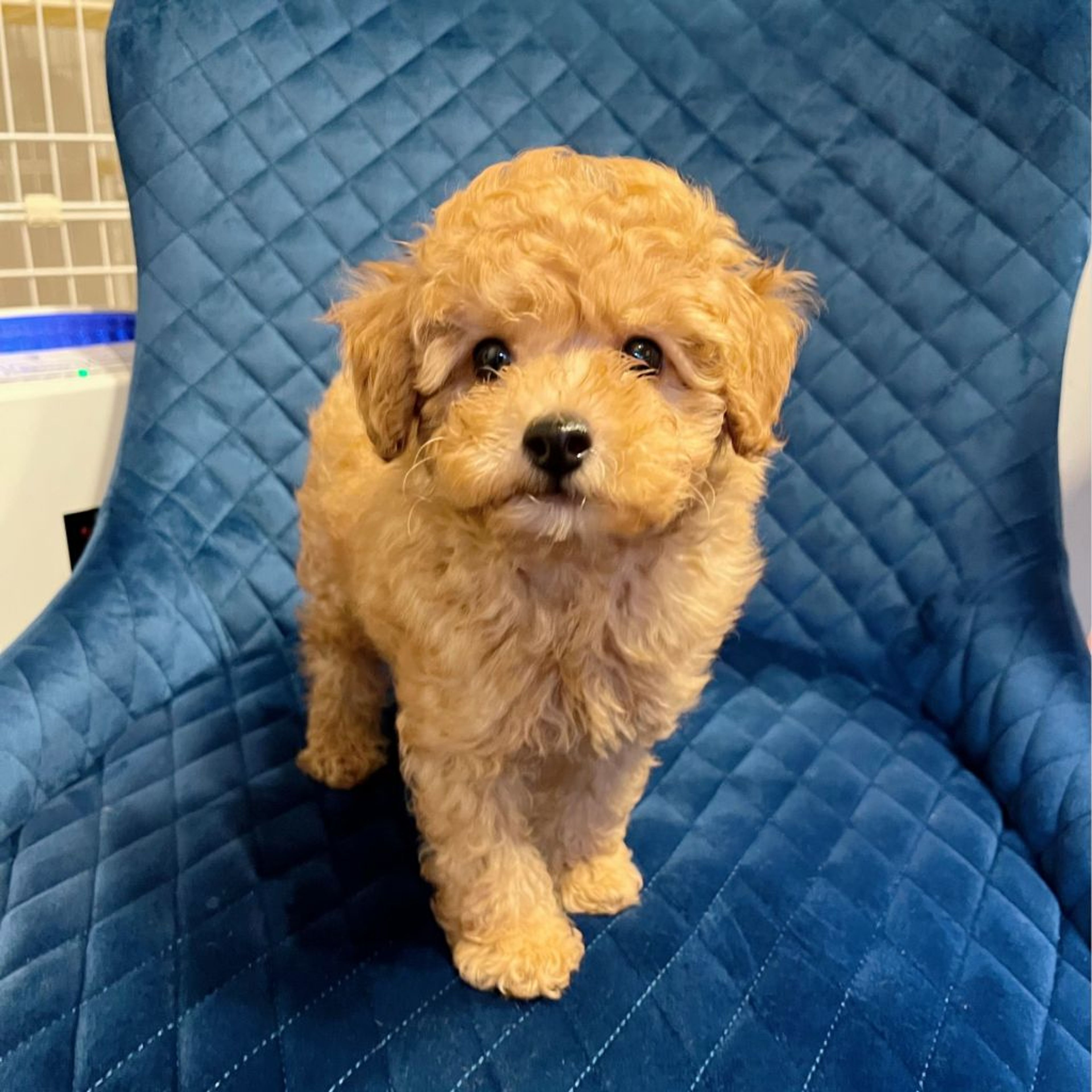 pet-image-4