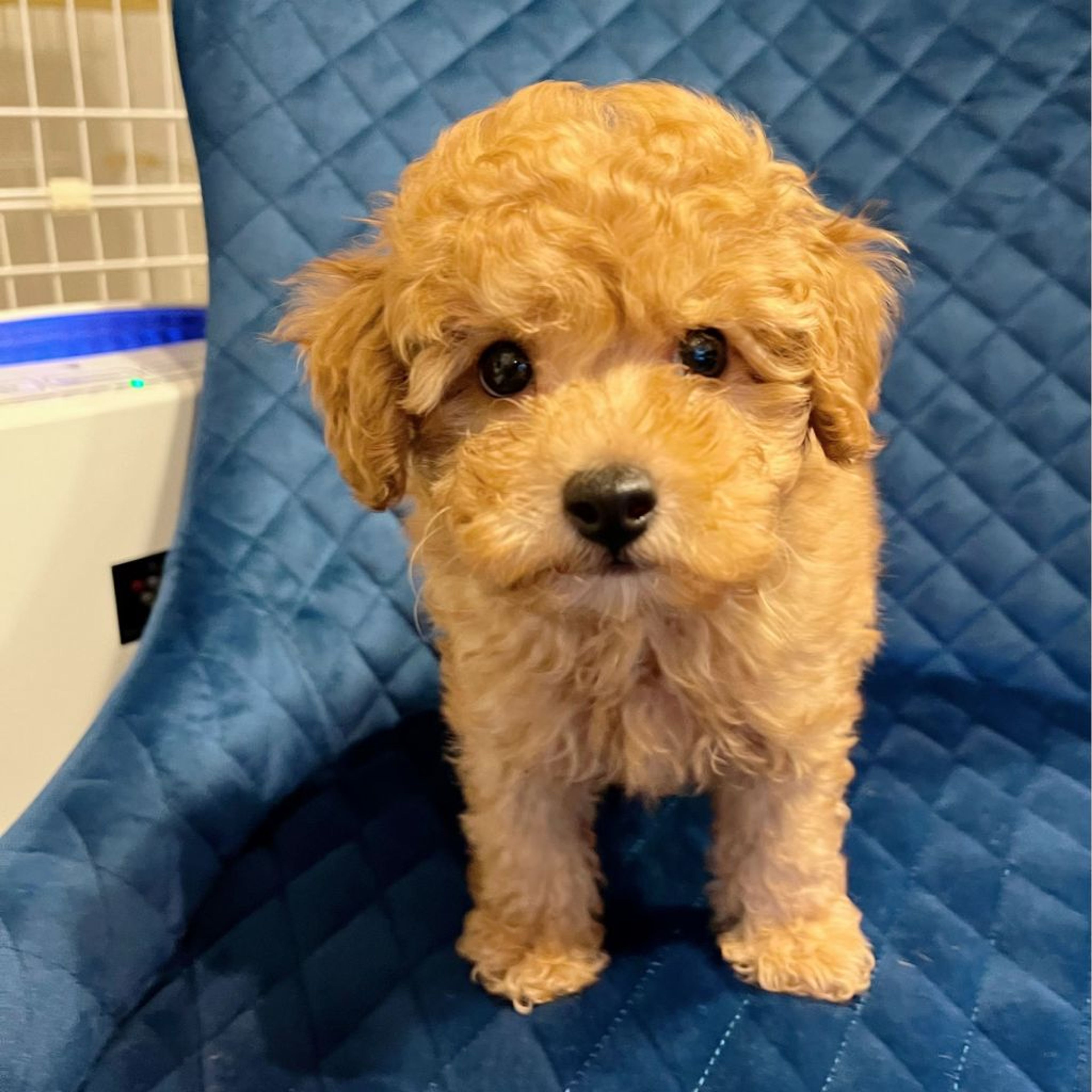 pet-image-5
