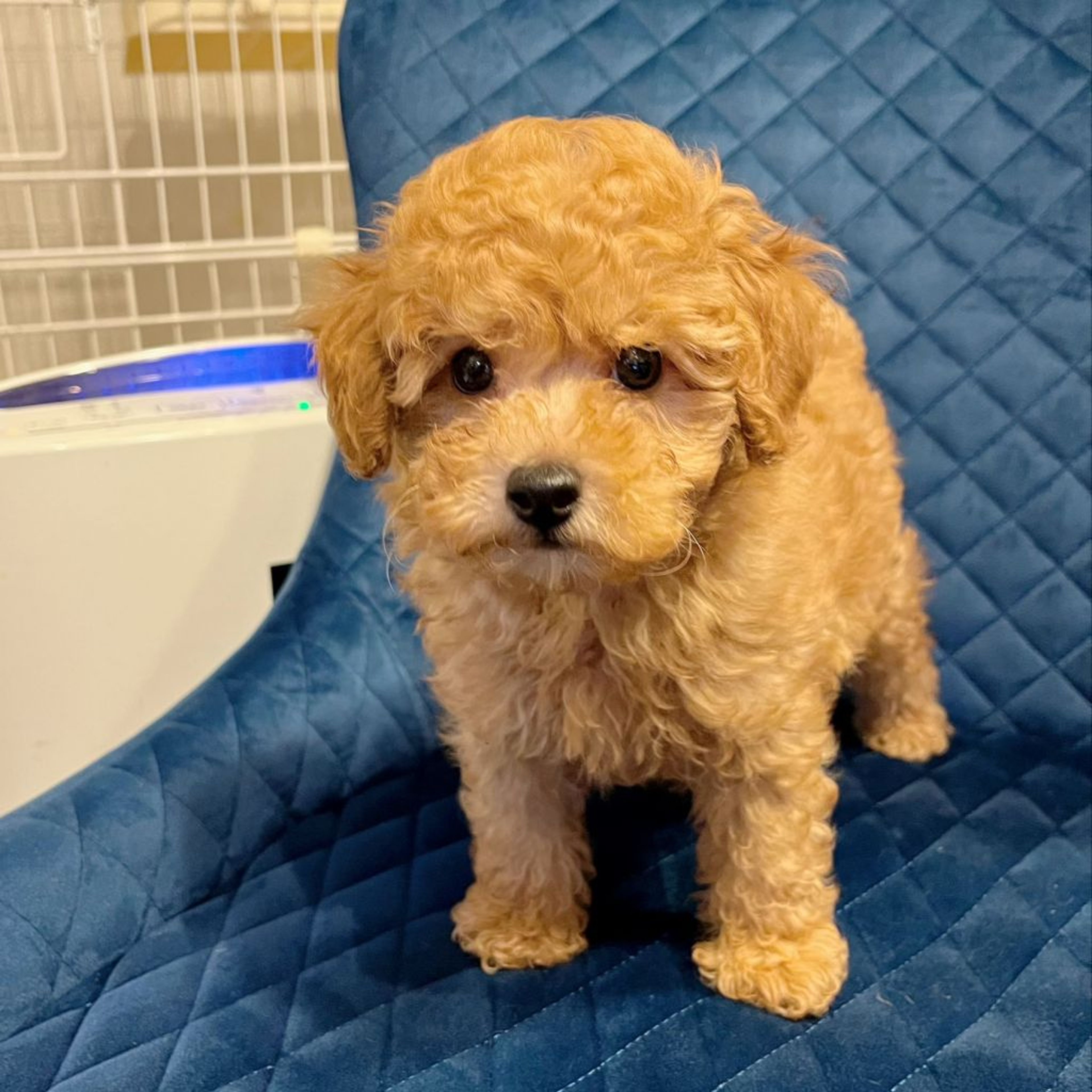pet-image-6