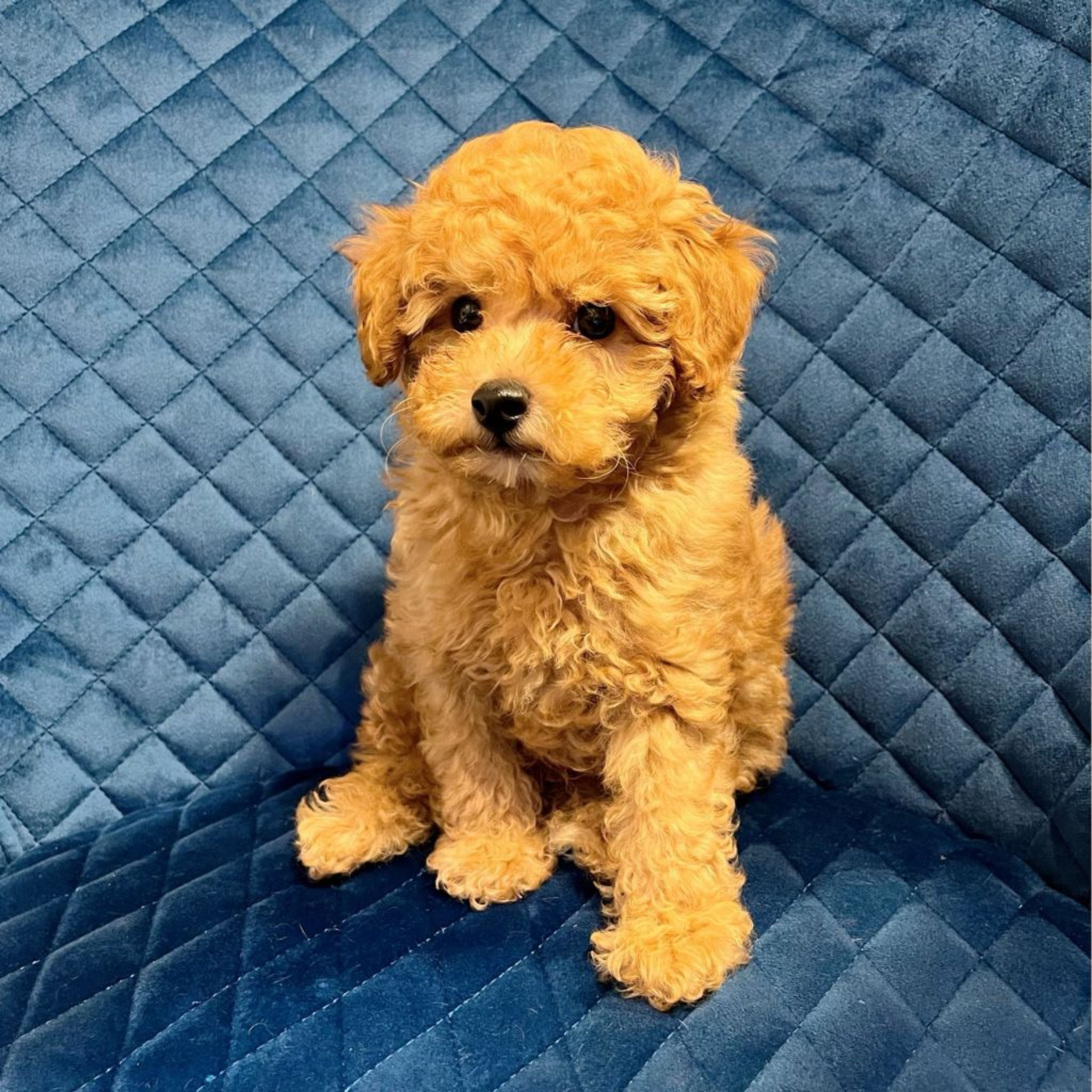 pet-image-7