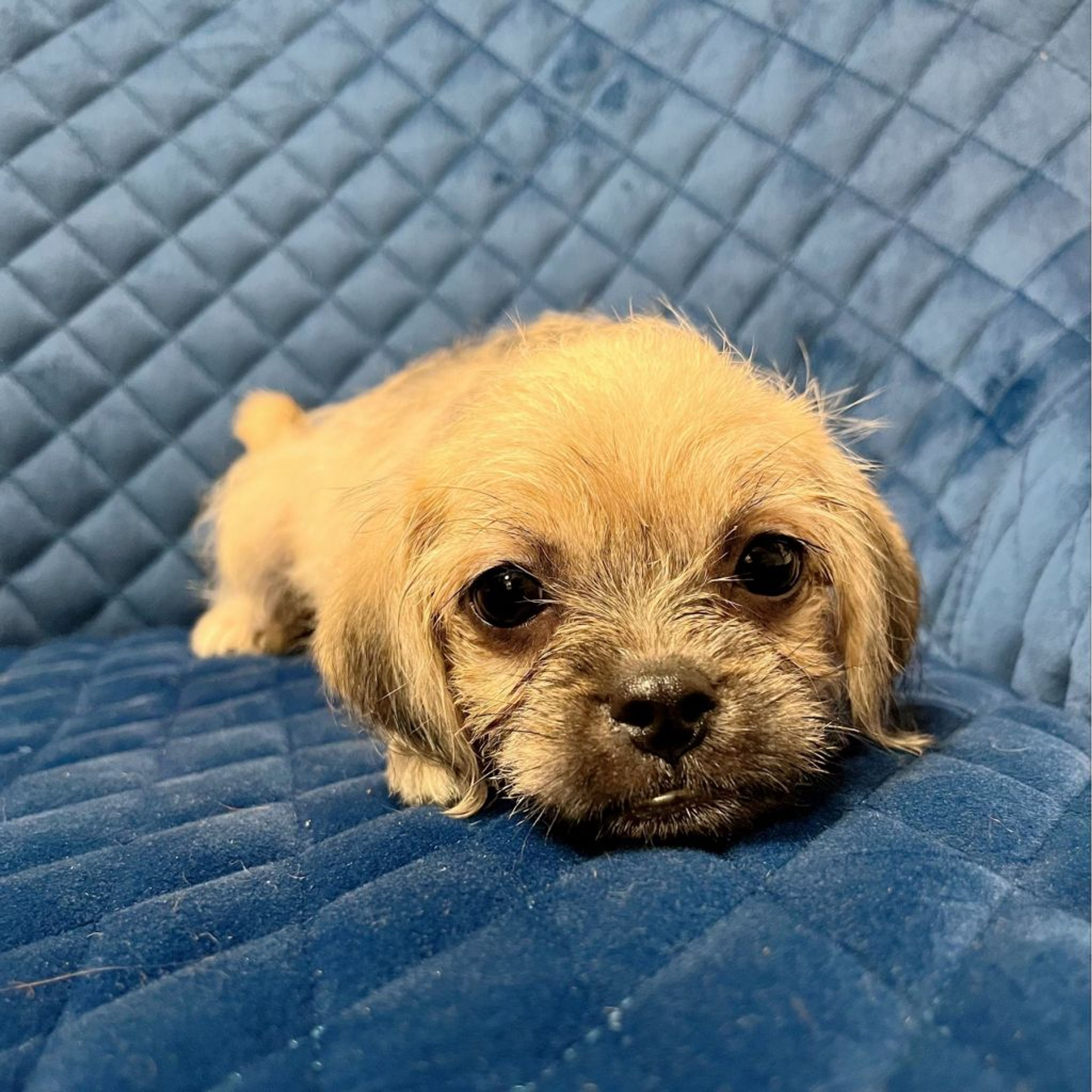 雑種（ミックス犬）・メスの里親募集の写真